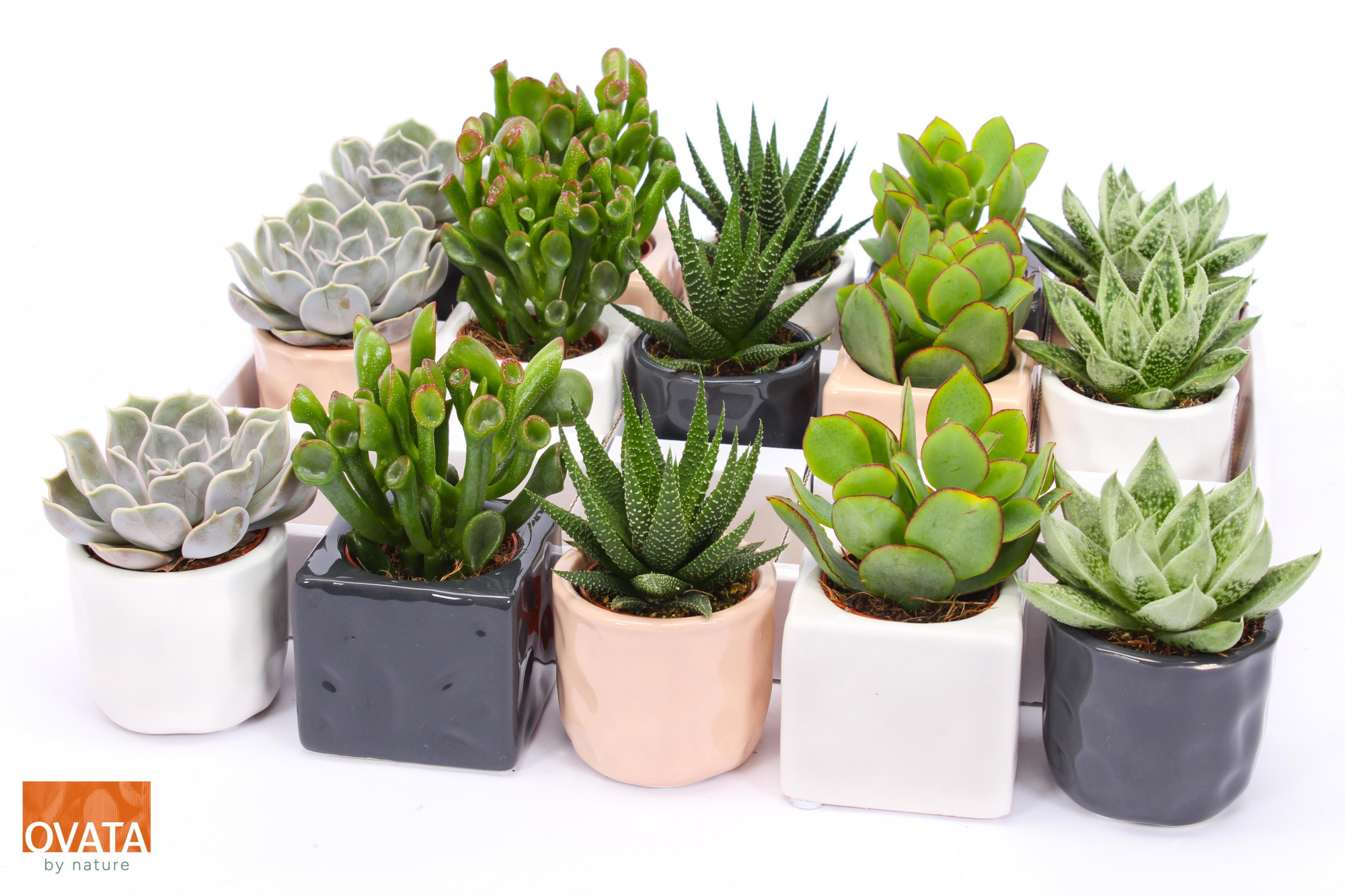 Succulent mix in Davos 7 PD - NON CITES, D 7