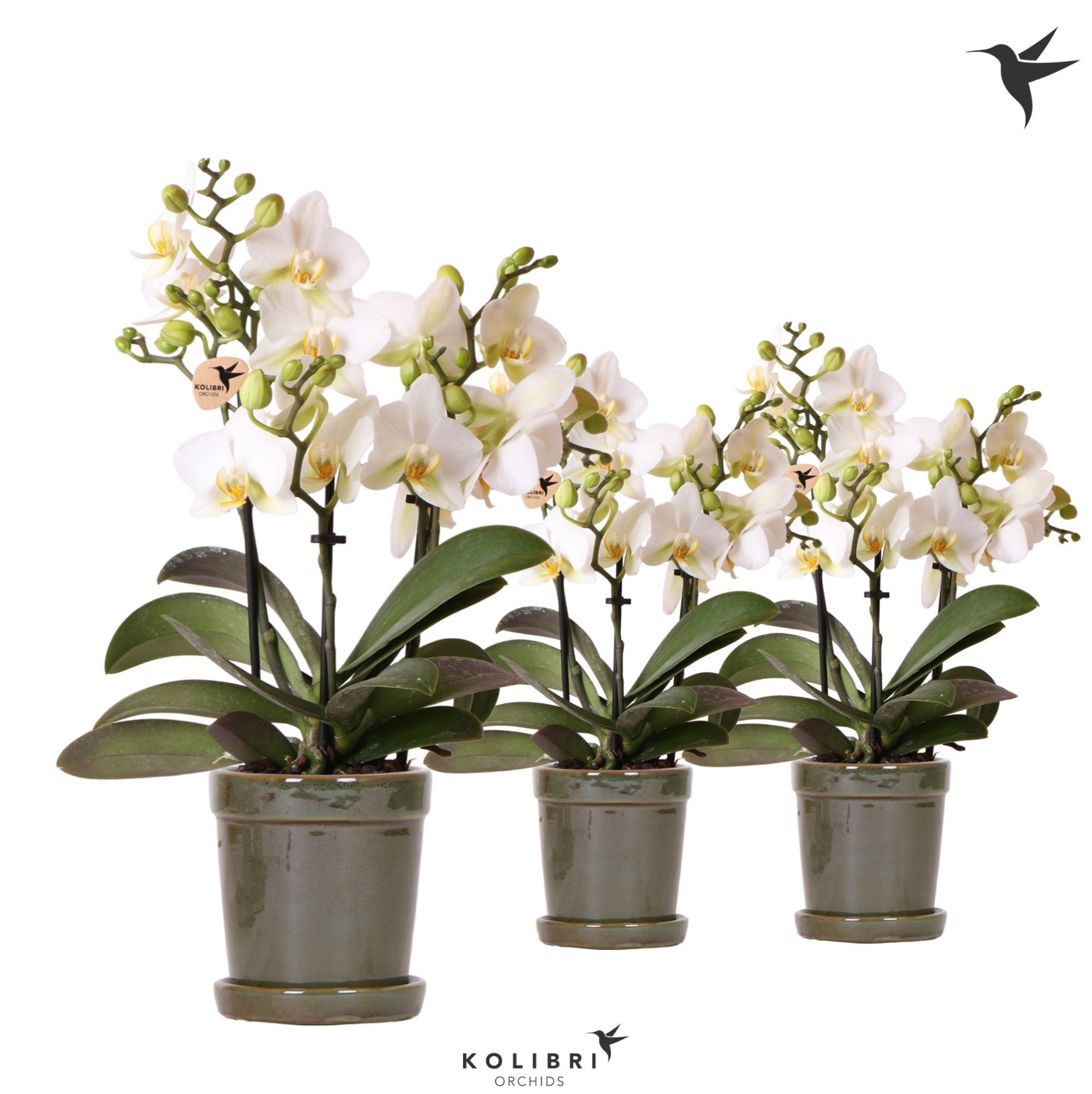 Kolibri Orchids Phalaenopsis Lausanne 3 spike in Flower pot green, D 9 cm