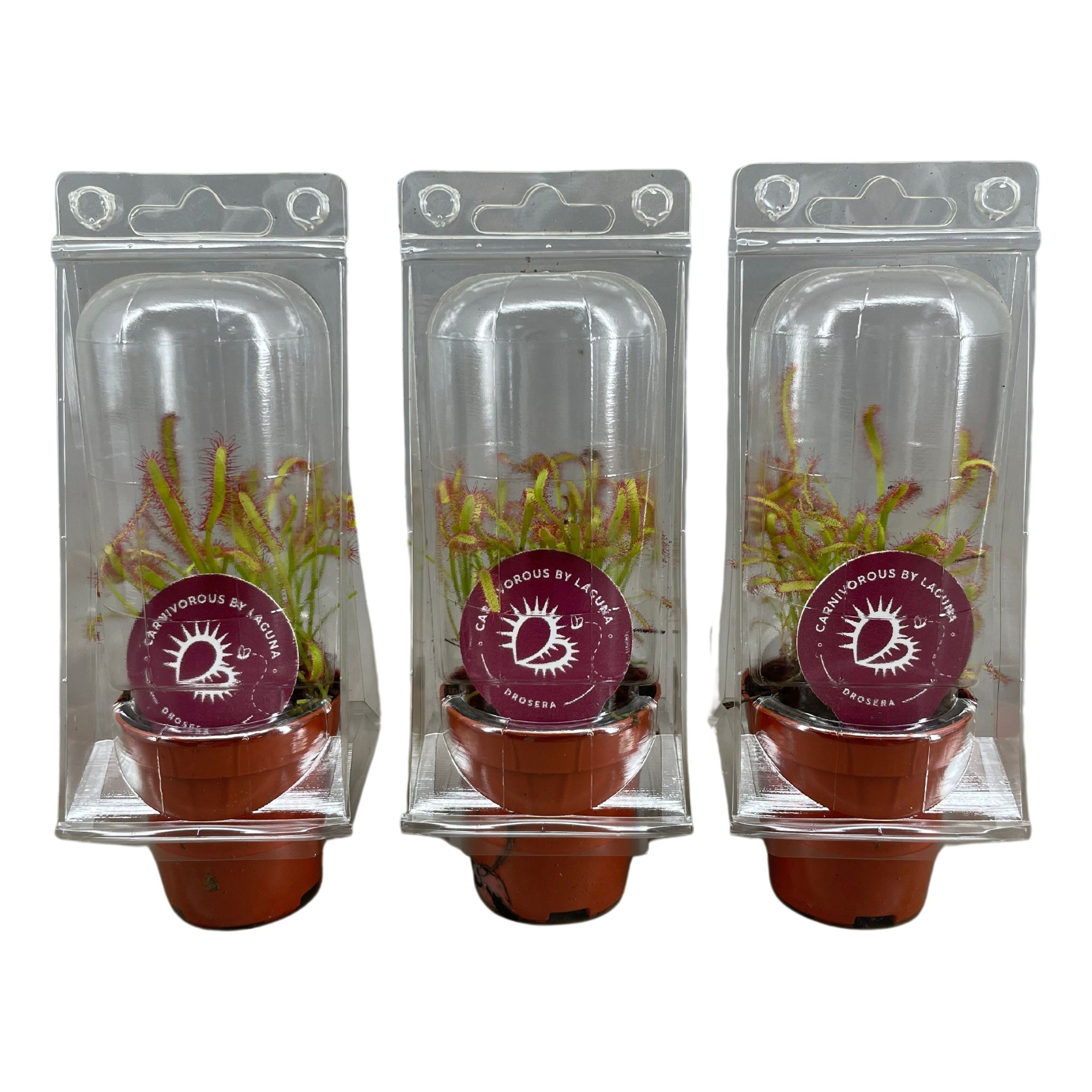 Drosera Capensis 5,5 cm in transparante blister, D 5,5 cm