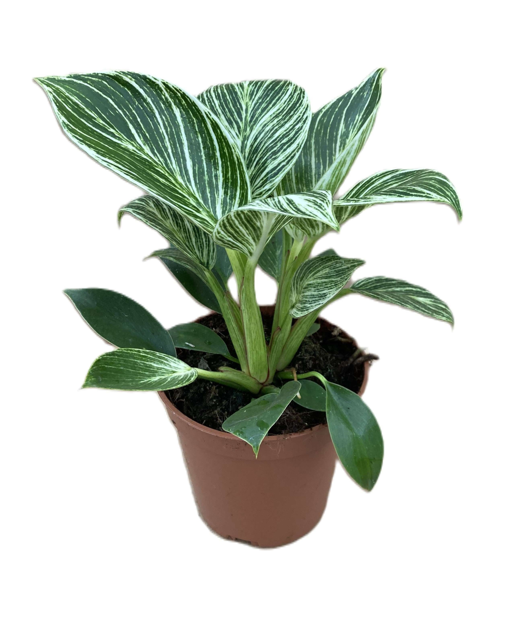PHILODENDRON-HYBRID 'Zebra', D 11