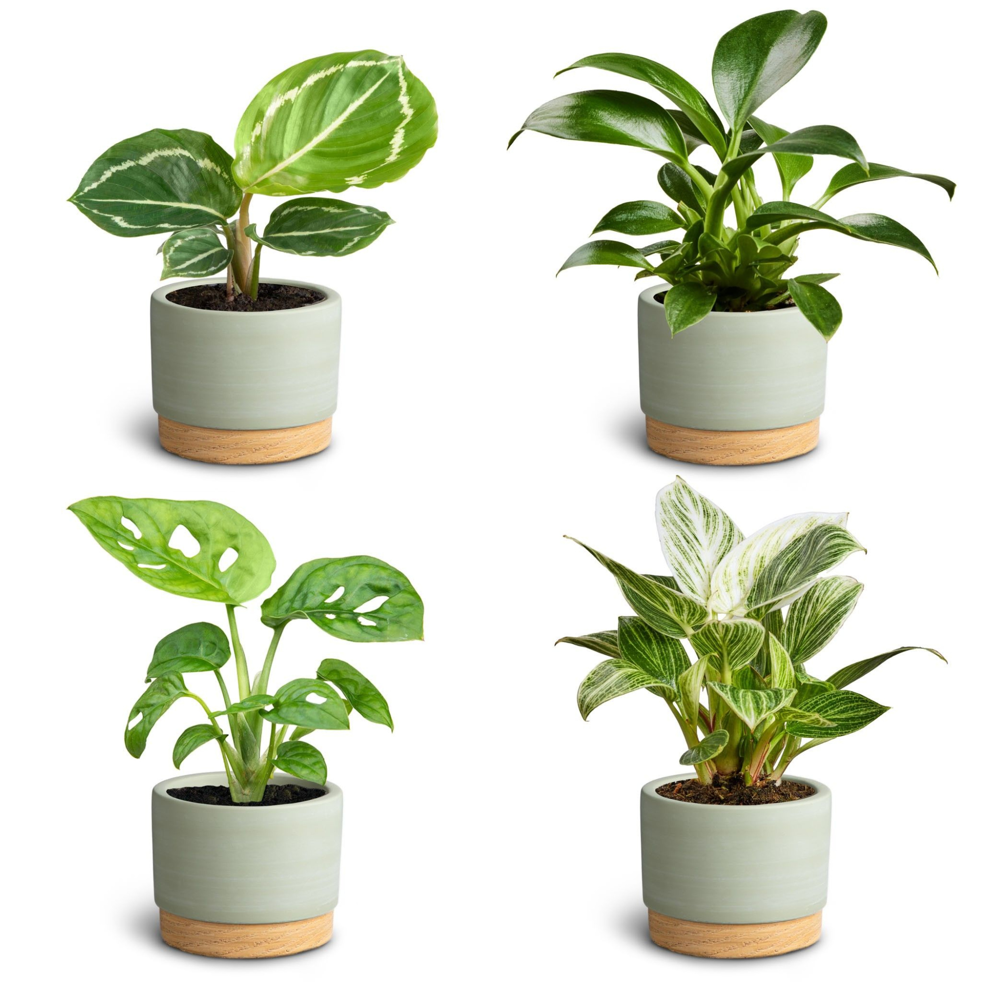 Woodbase Green, Leaf Collection, D 7 cm