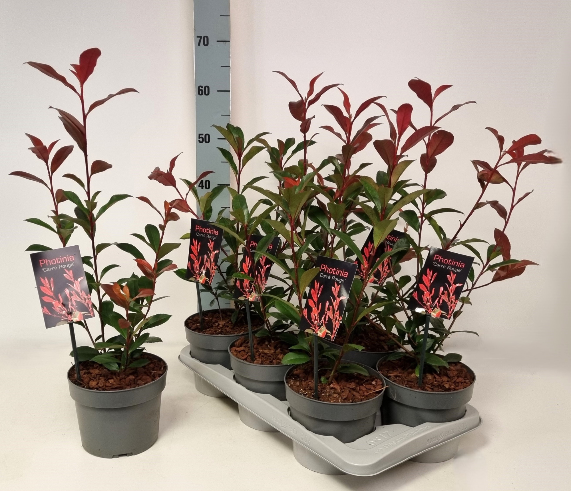 Photinia fraseri 'Carré Rouge' P17, D 17 cm