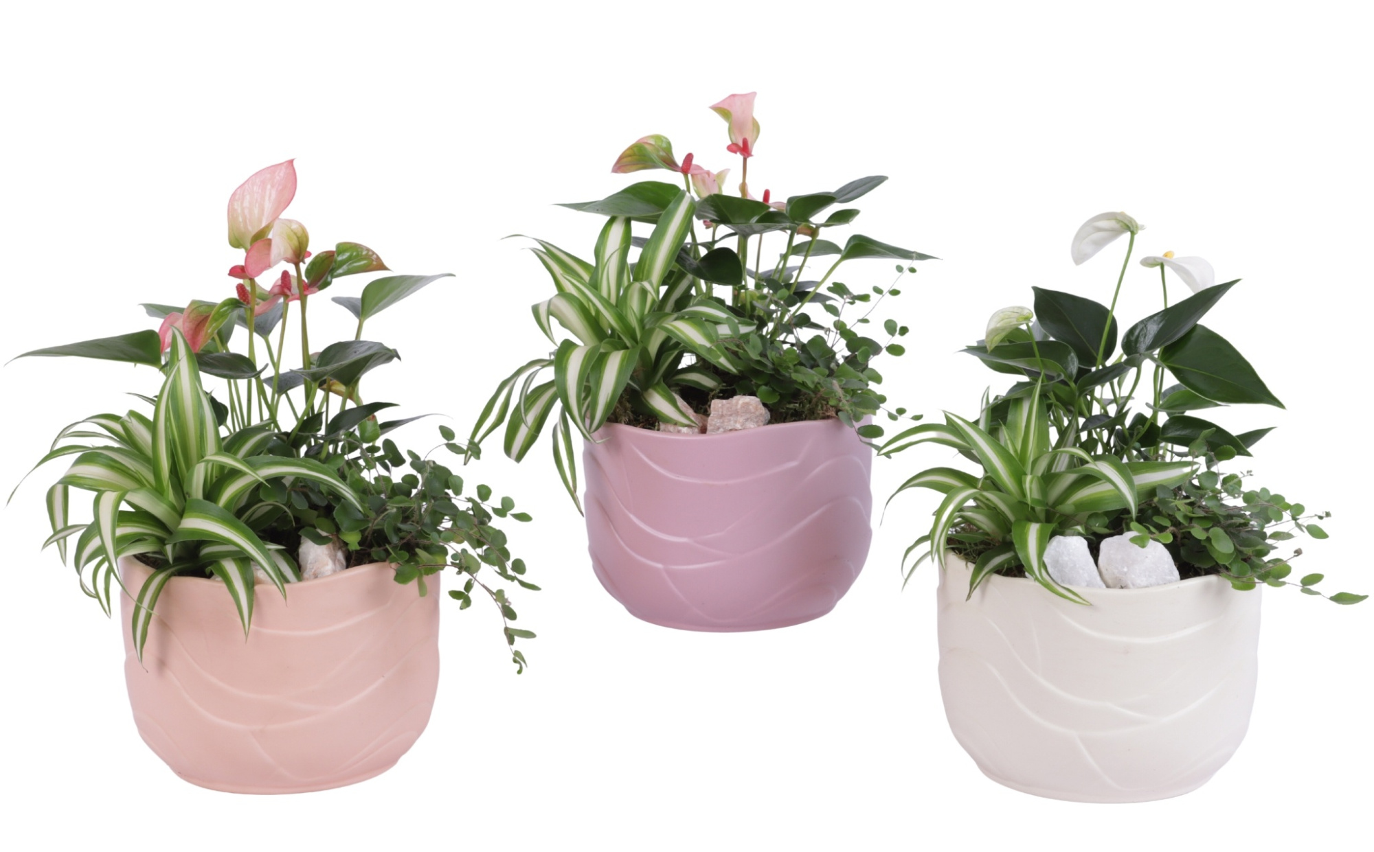 Yearround Arr. Indoor Ceramic Soft Elegance SE660 Ø17cm 3PP, D 17