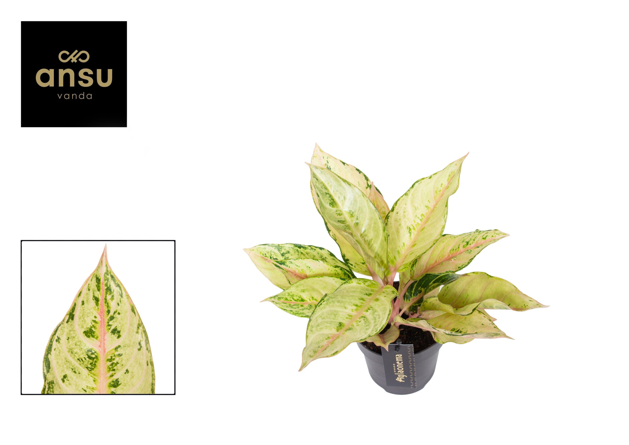 Aglaonema Chartreuse Pretty, D 12 cm