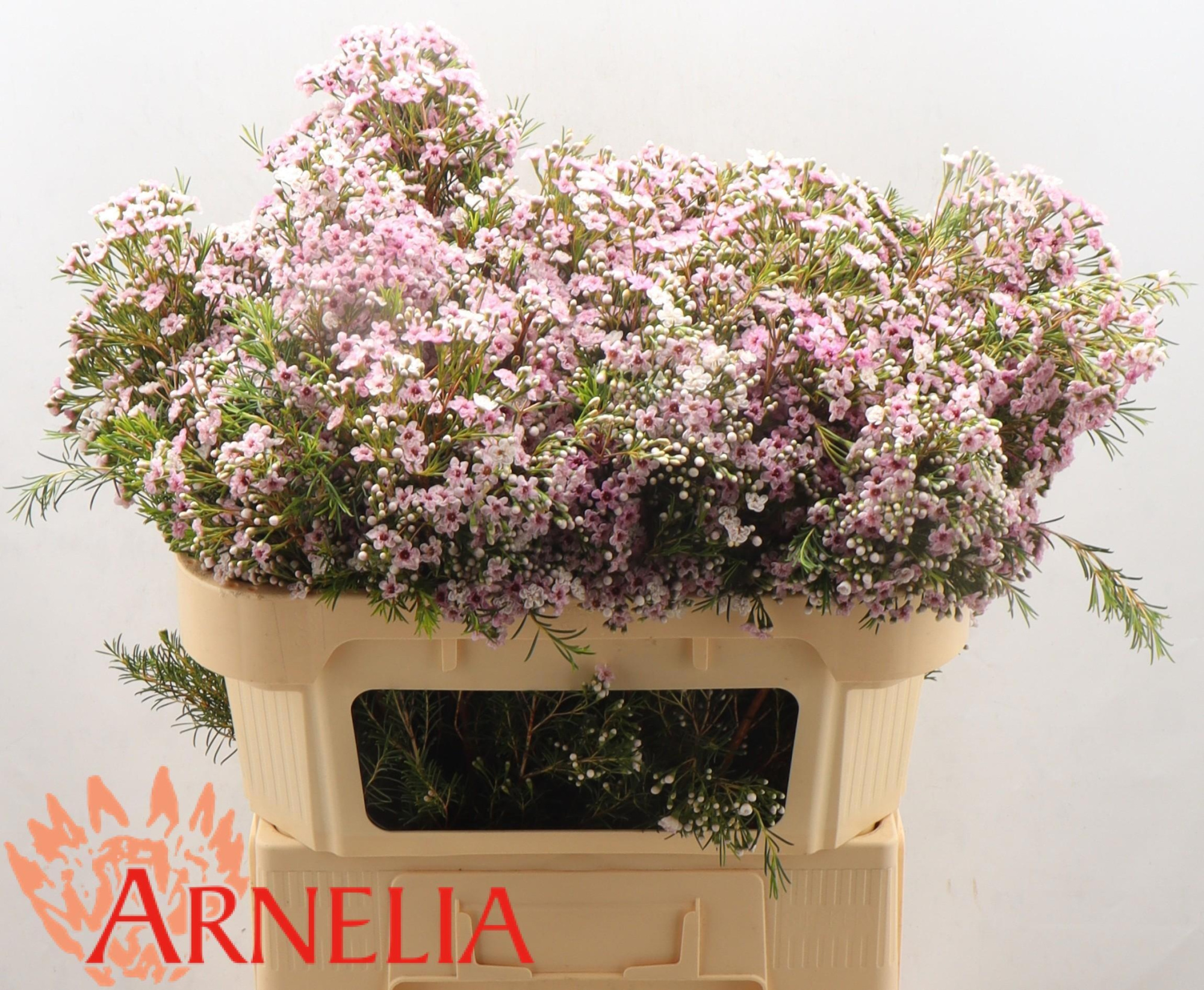 Шамелациум Овериг 70, шт.