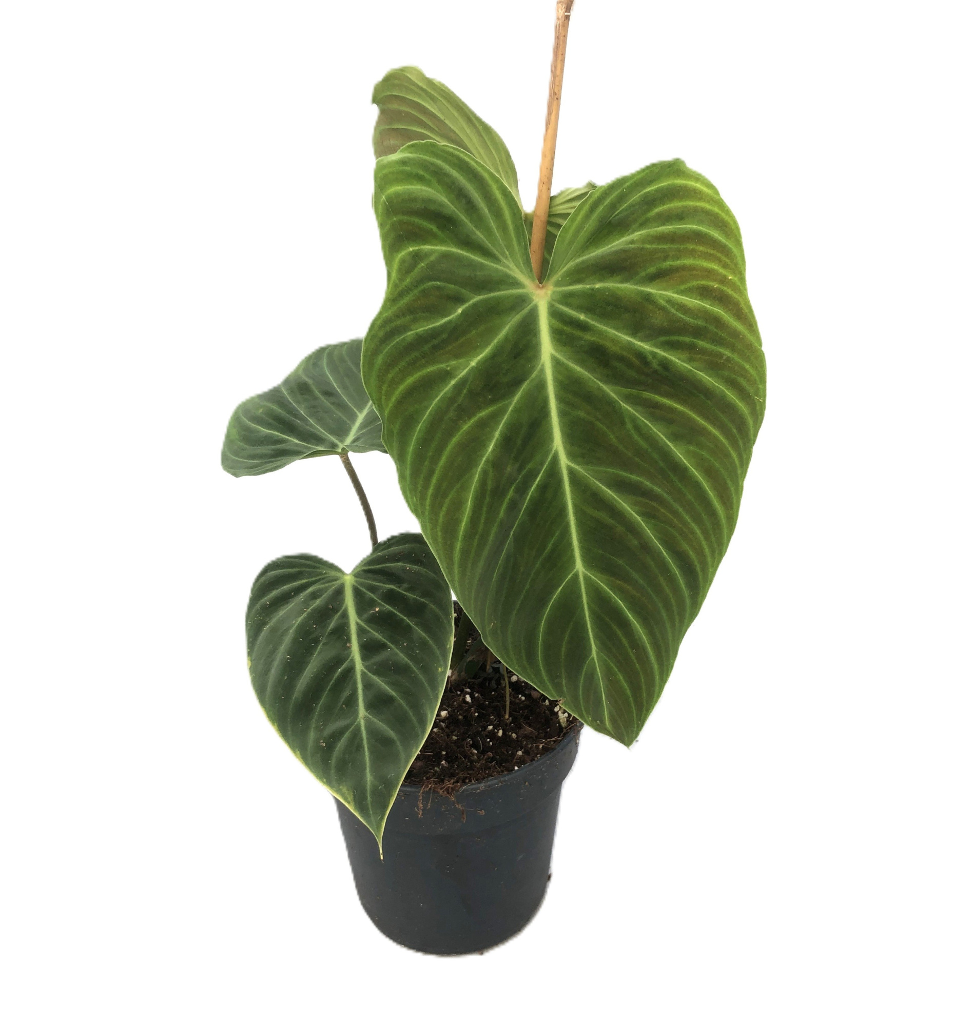 Philodendron 'Splendid', D 17