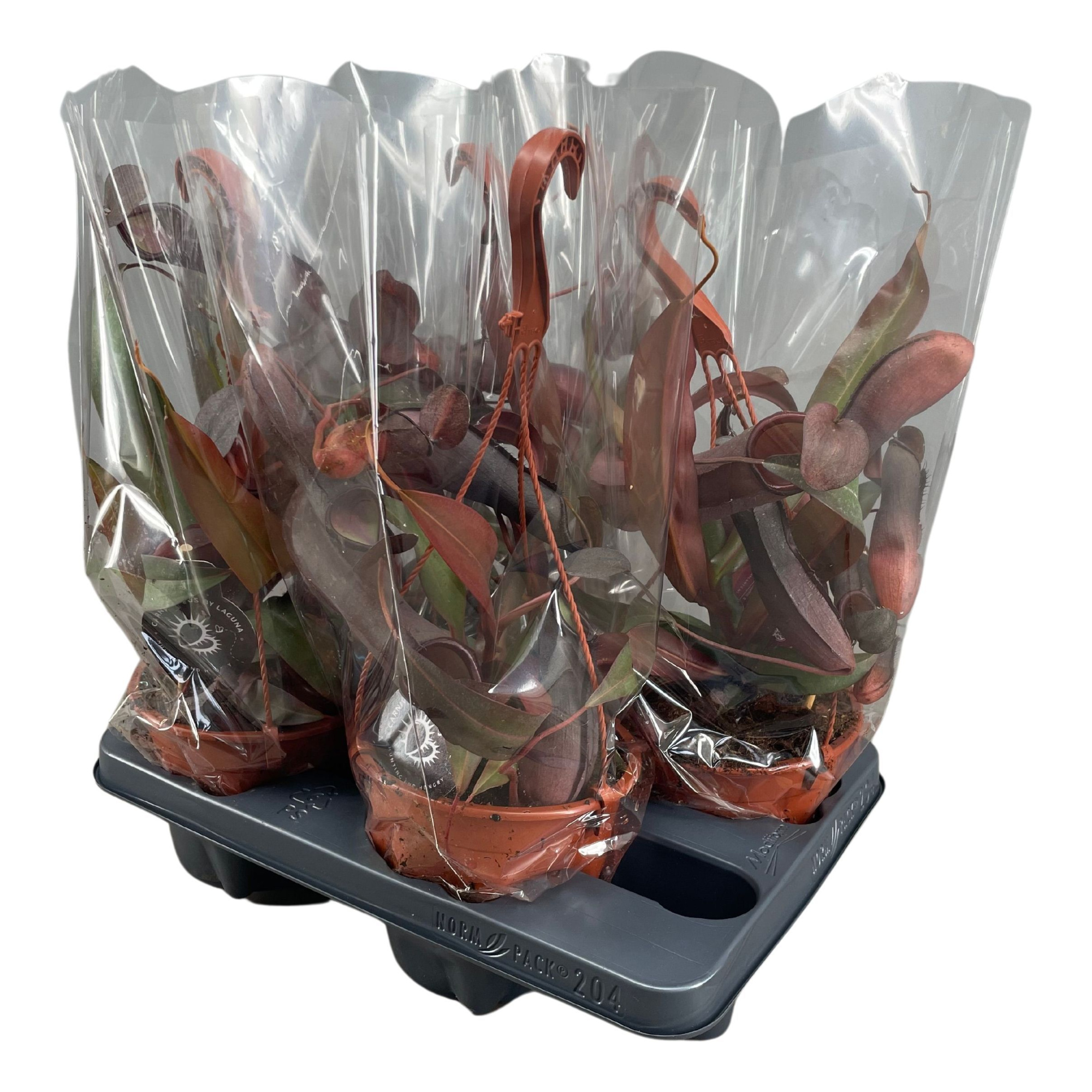 Nepenthes Rebecca Soper 14 cm in hangpot, D 14 cm