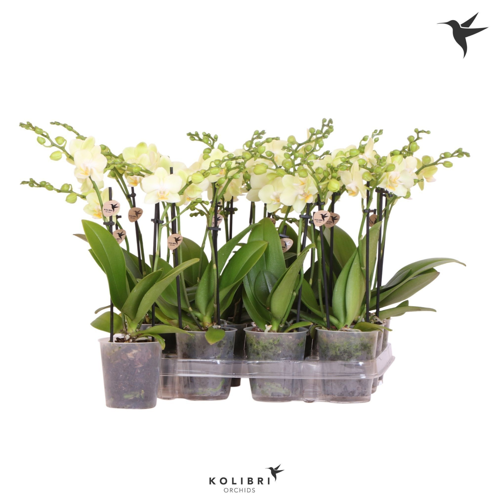 Kolibri Orchids Phalaenopsis Yellow 2 spike no etiket, D 9