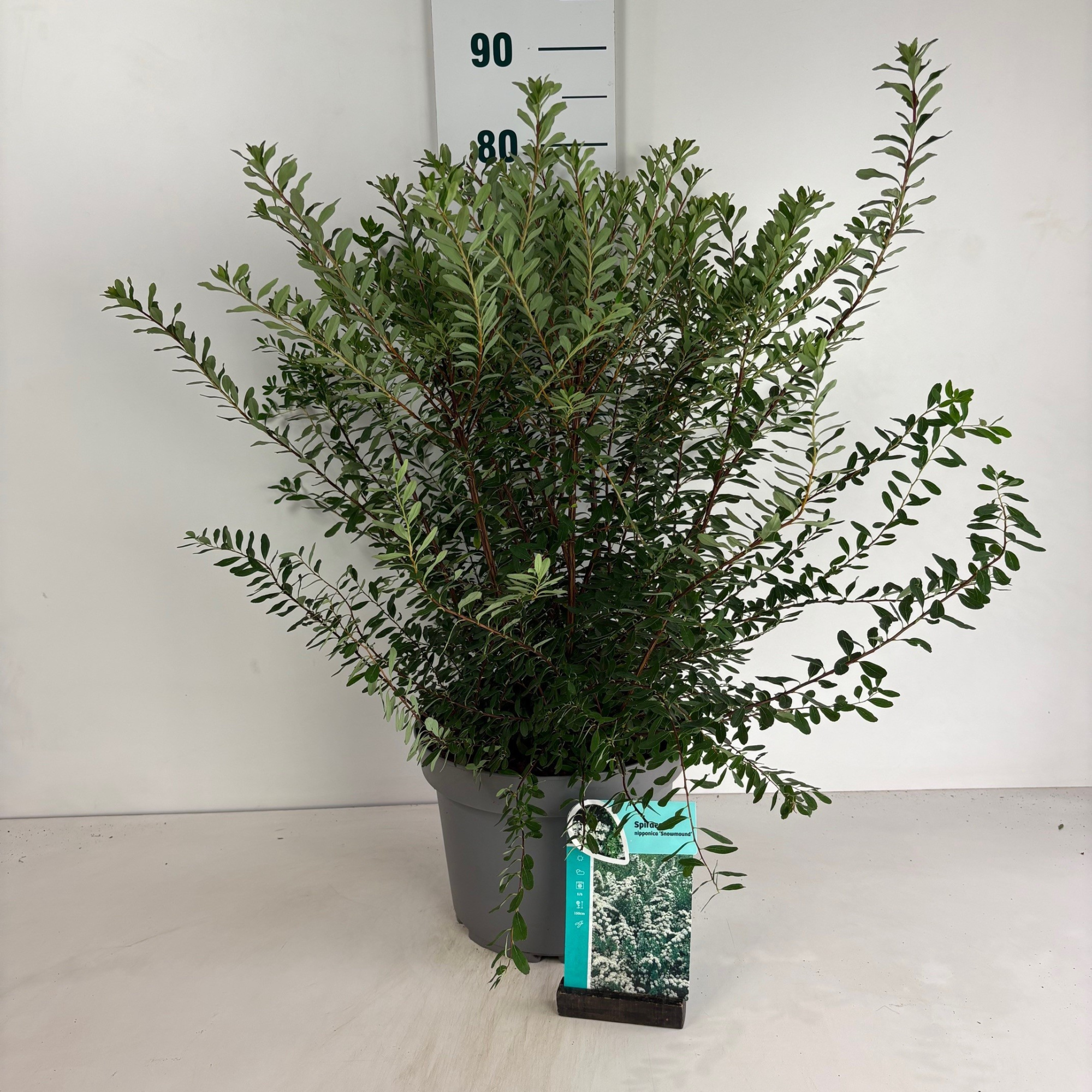 Spiraea nipponica Snowmound, D 29 cm