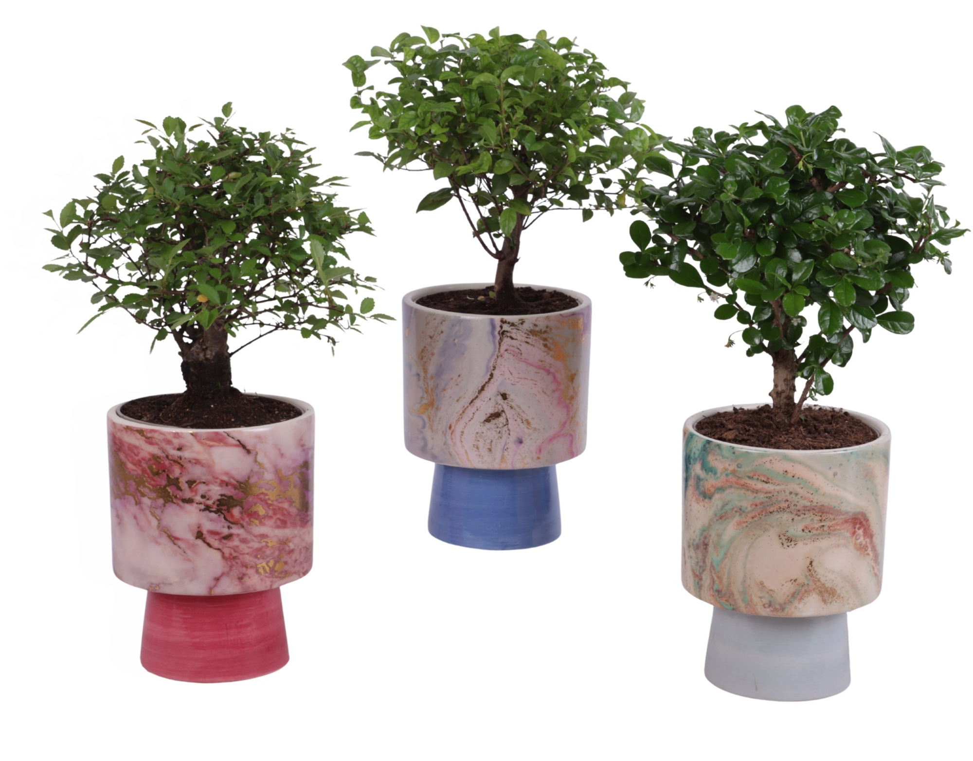 Bonsai Indoor Mix Ø12cm Ball Shape in Ø14cm Ceramic FB676, D 14