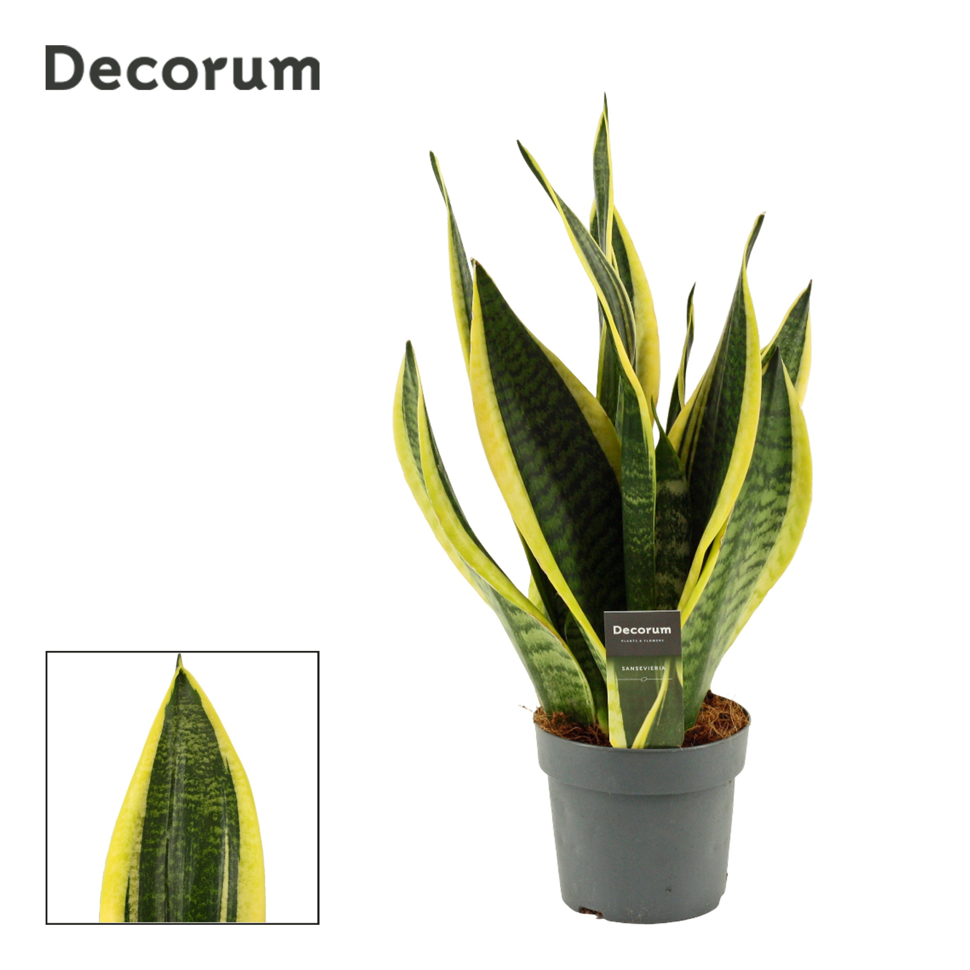 Sansevieria Superba 14 cm (Decorum), D 14