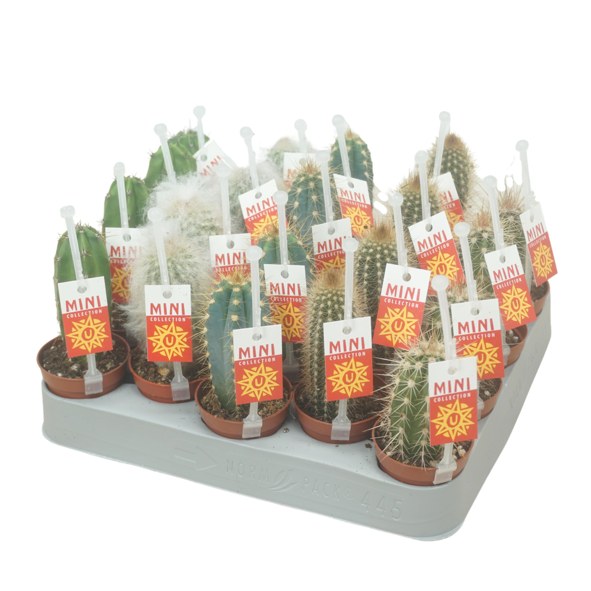 Cactus mix op rij 5,5 cm met picker+etiket, D 5,5