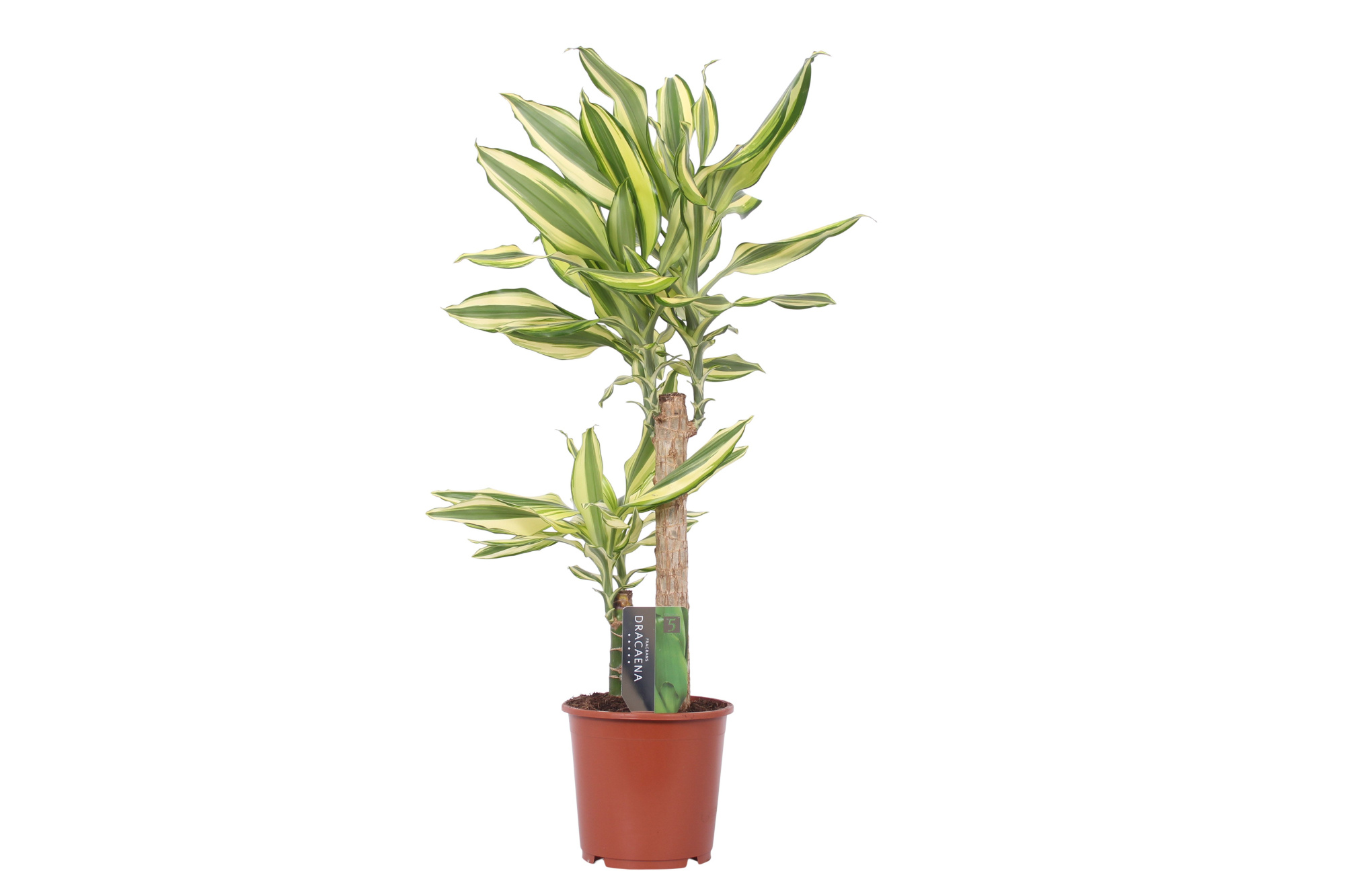 Dracaena Yellow Coast, 17 cm pot, D 17 cm
