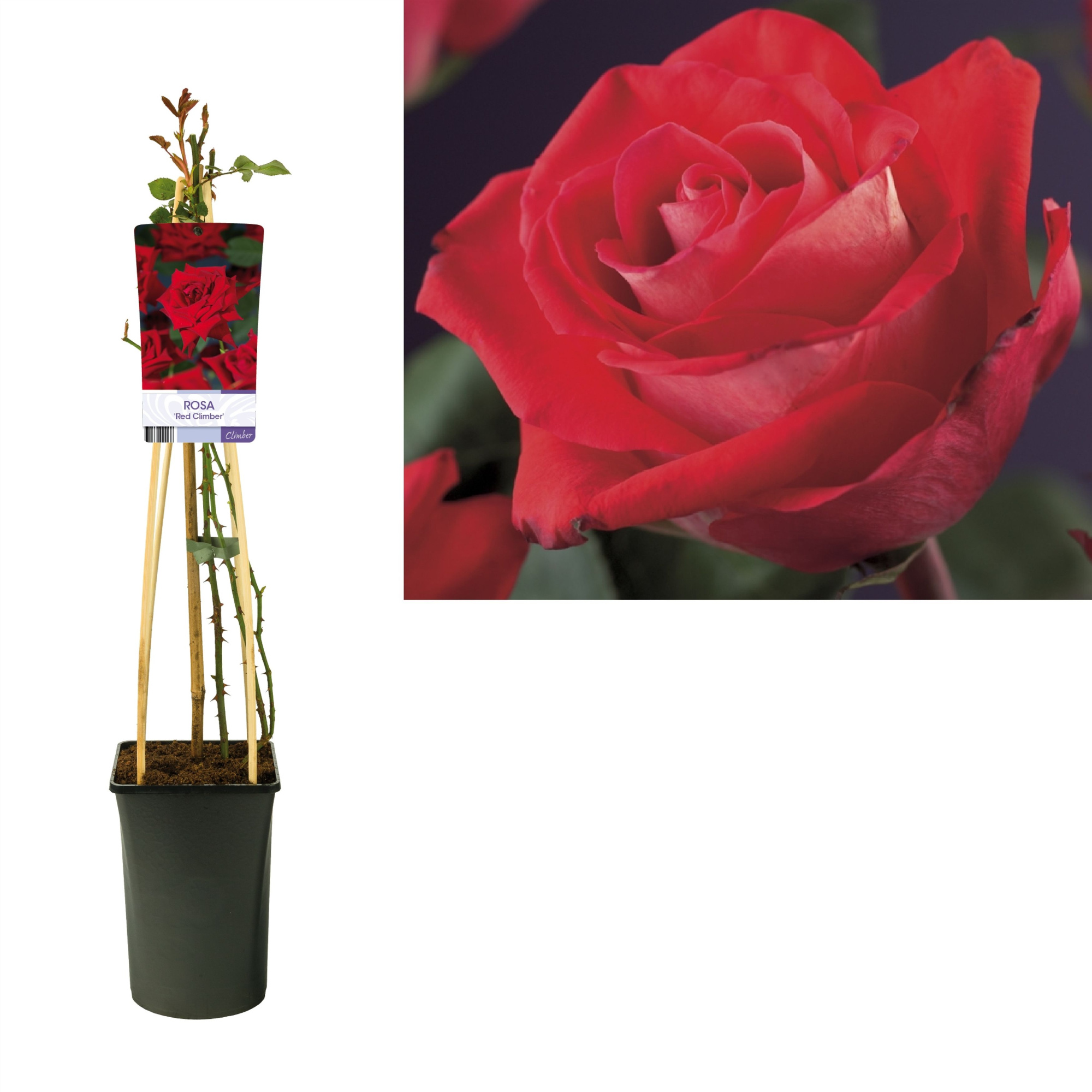 Rosa 'Red Climber' +light label, D 17 cm
