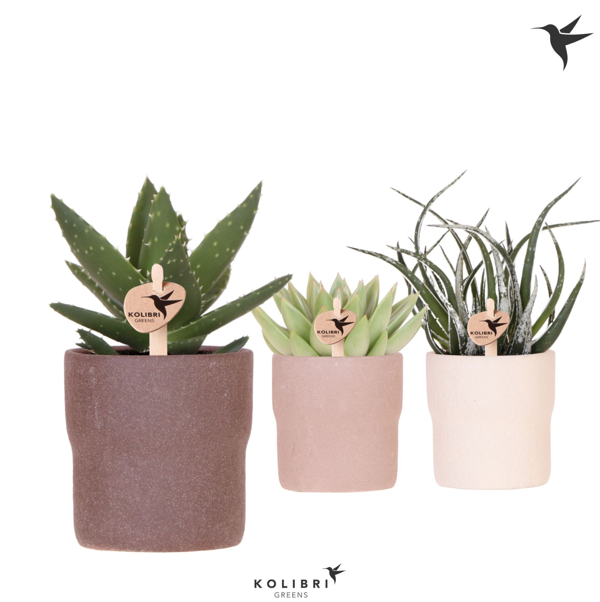 Kolibri Greens Succulenten mix in Rustic pot sand mix, D 9 cm