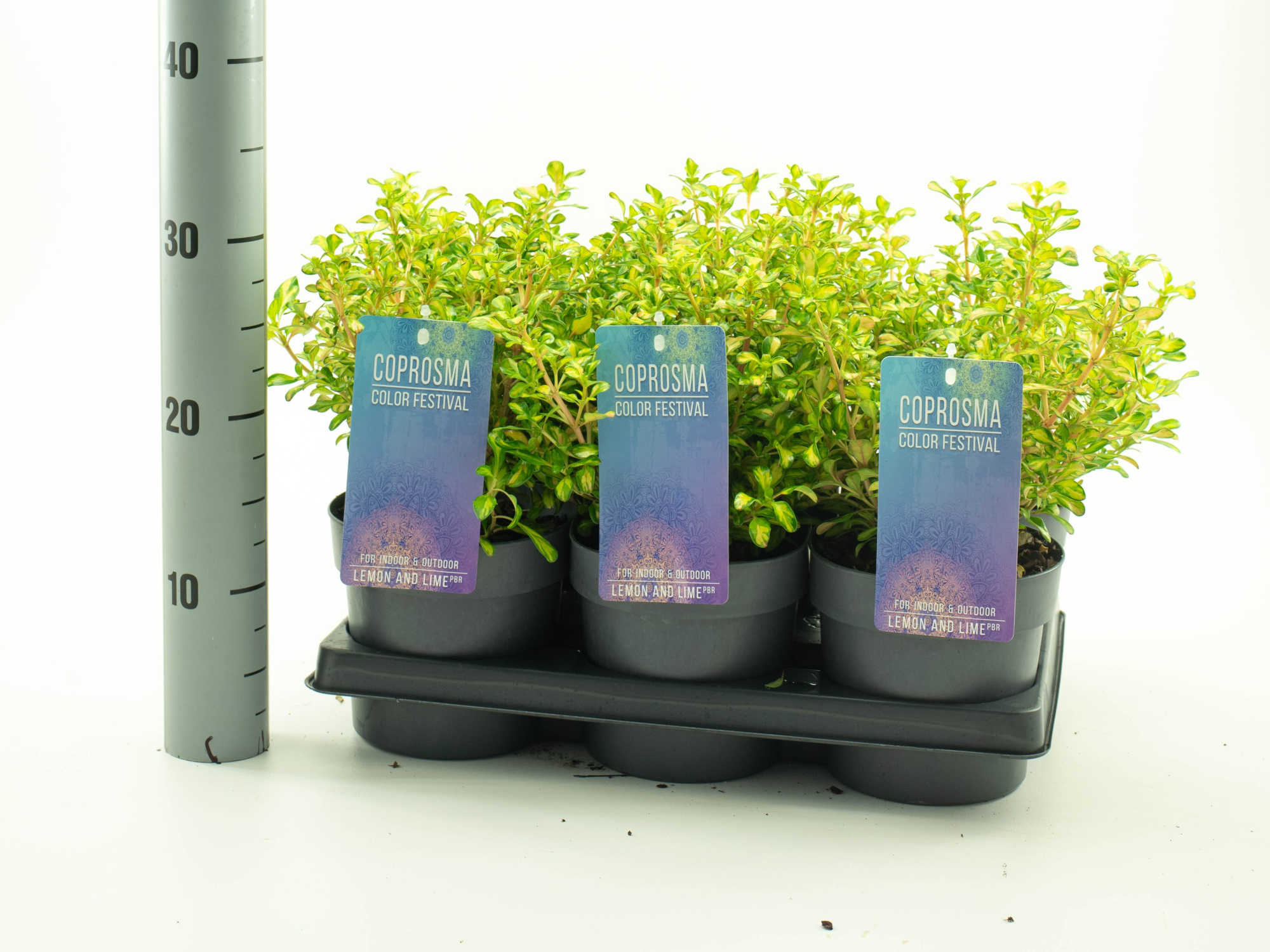 Coprosma 'Lemon and Lime' 'Color Festival serie', D 15