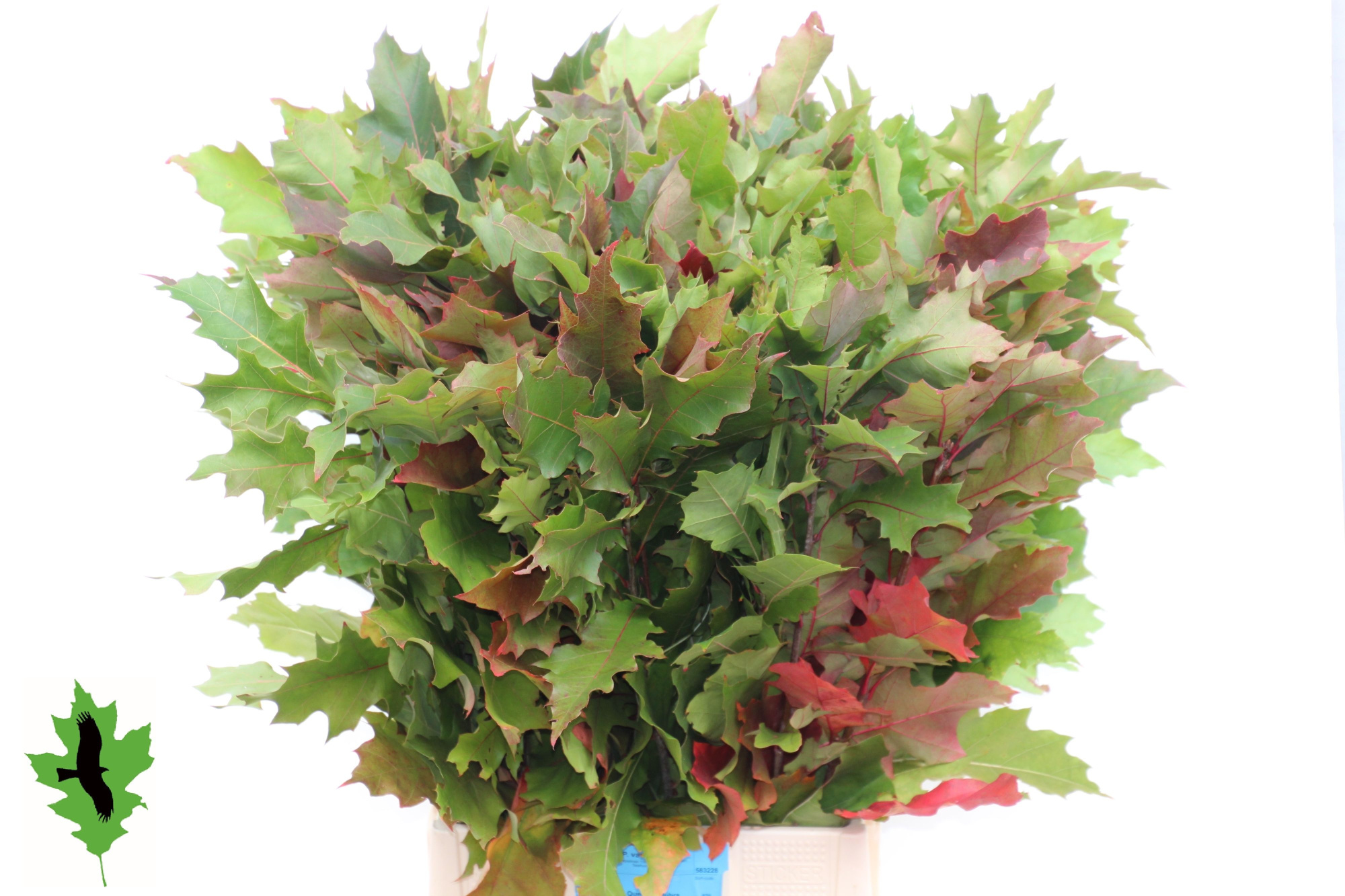 Кверкус Рубра 80, шт.