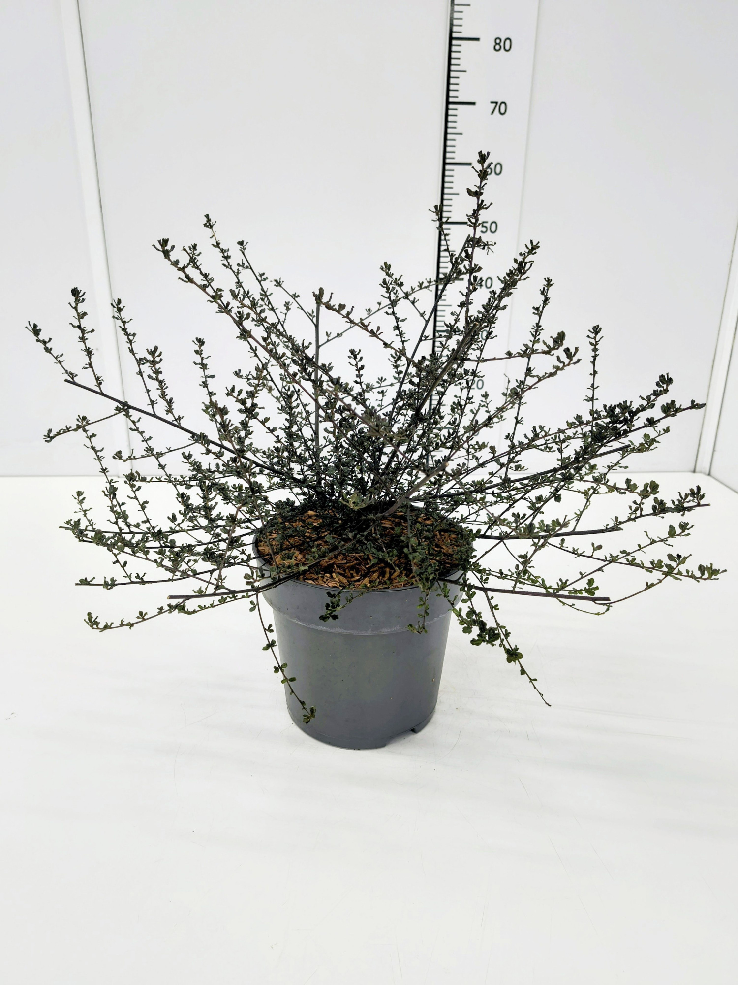 Ceanothus del. 'Blue Sapphire' 30-40C5, D 23