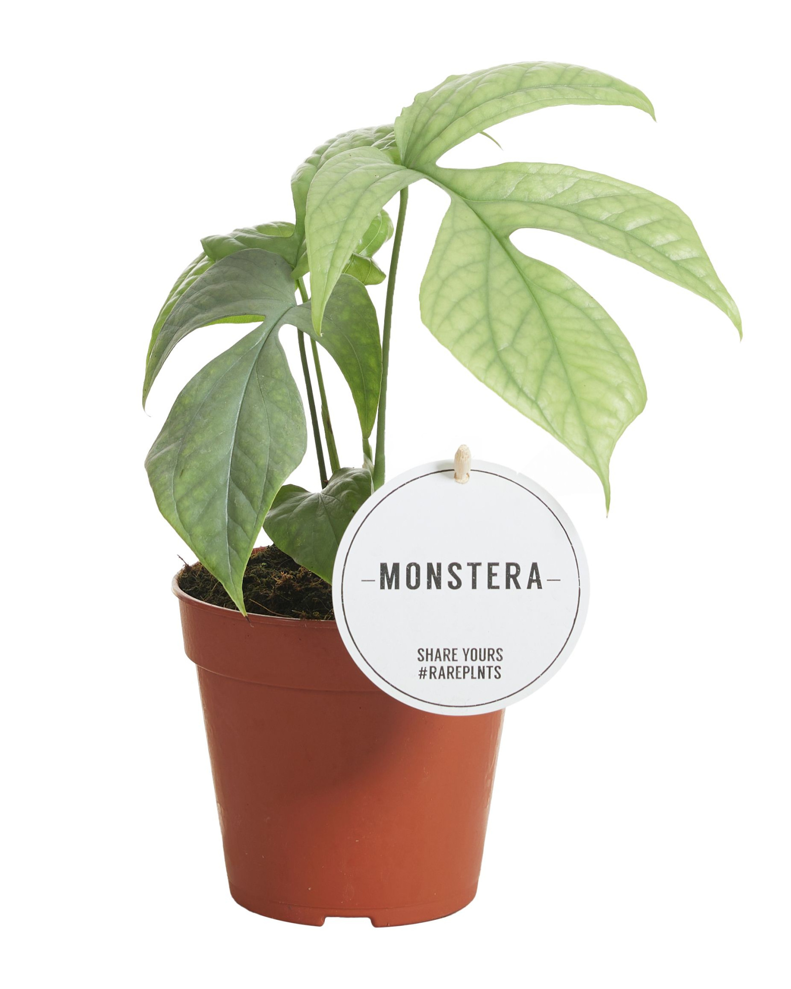 Monstera Amydrium Medium Silver, D 12