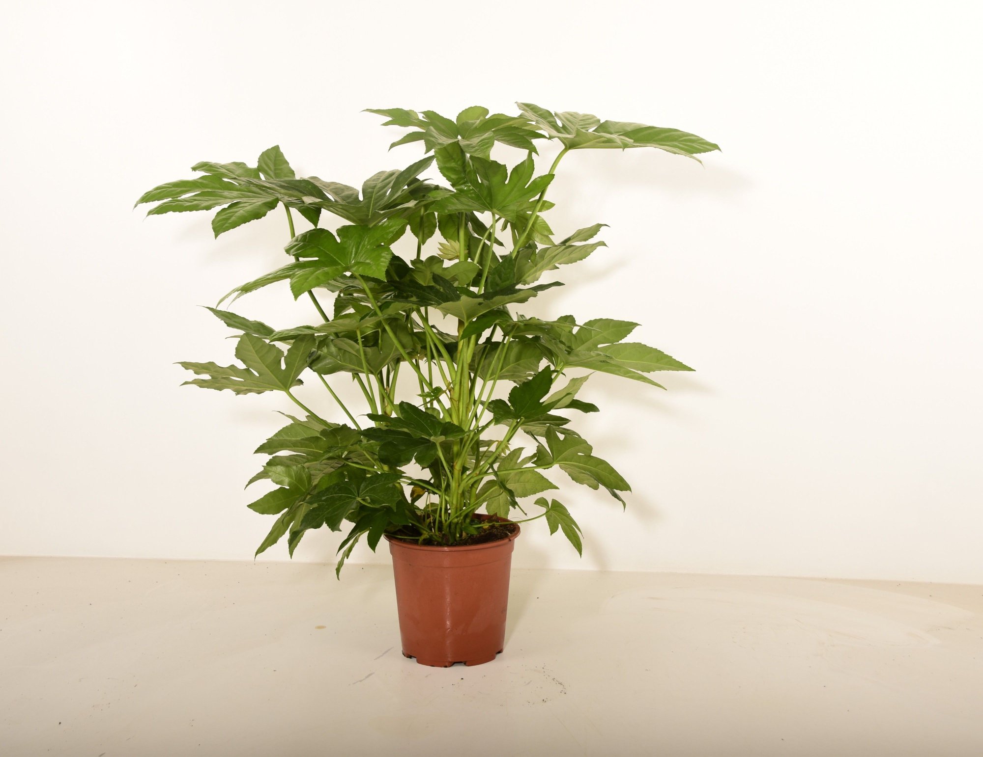 Fatsia Japonica, D 21 cm