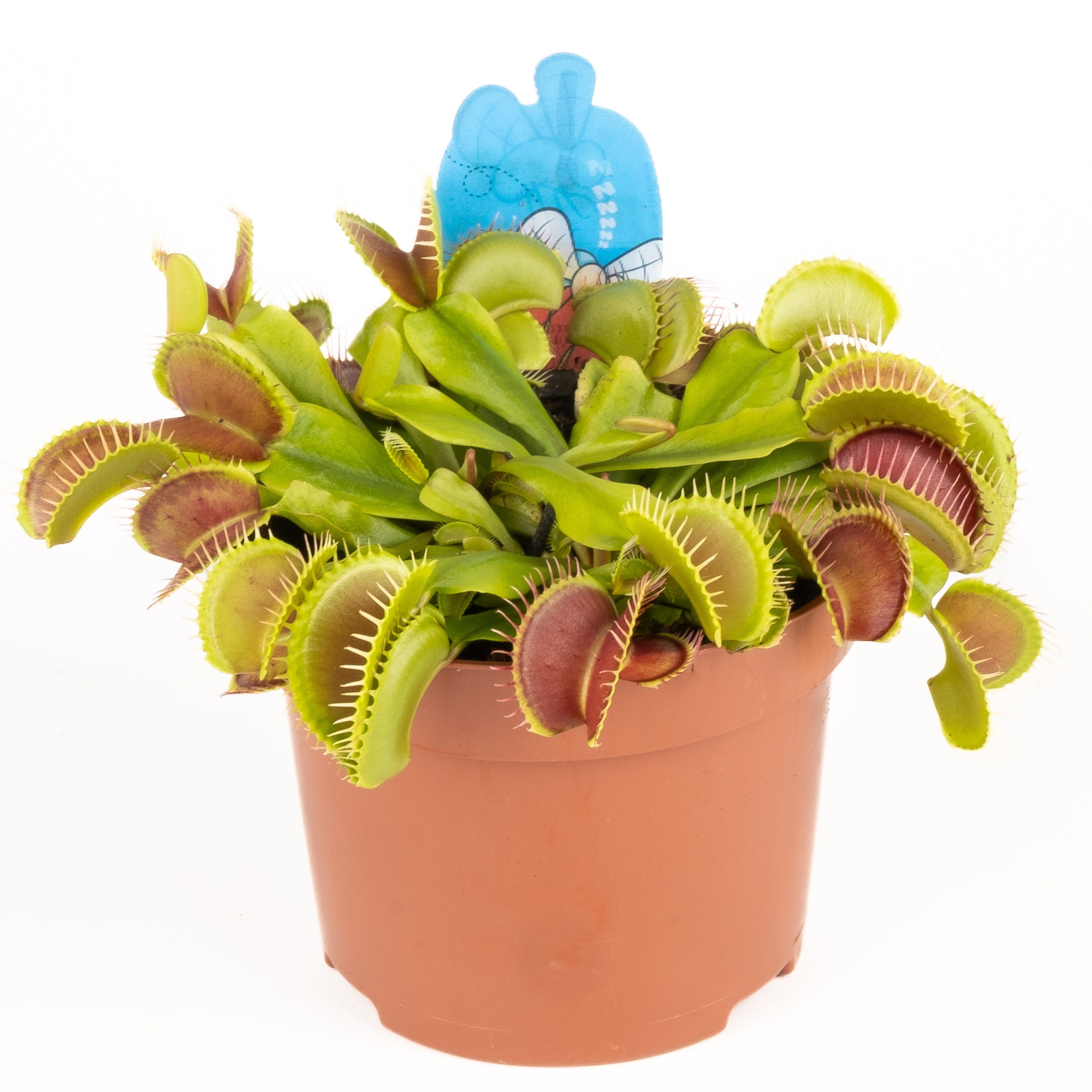 Dionaea muscipula, D 12 cm