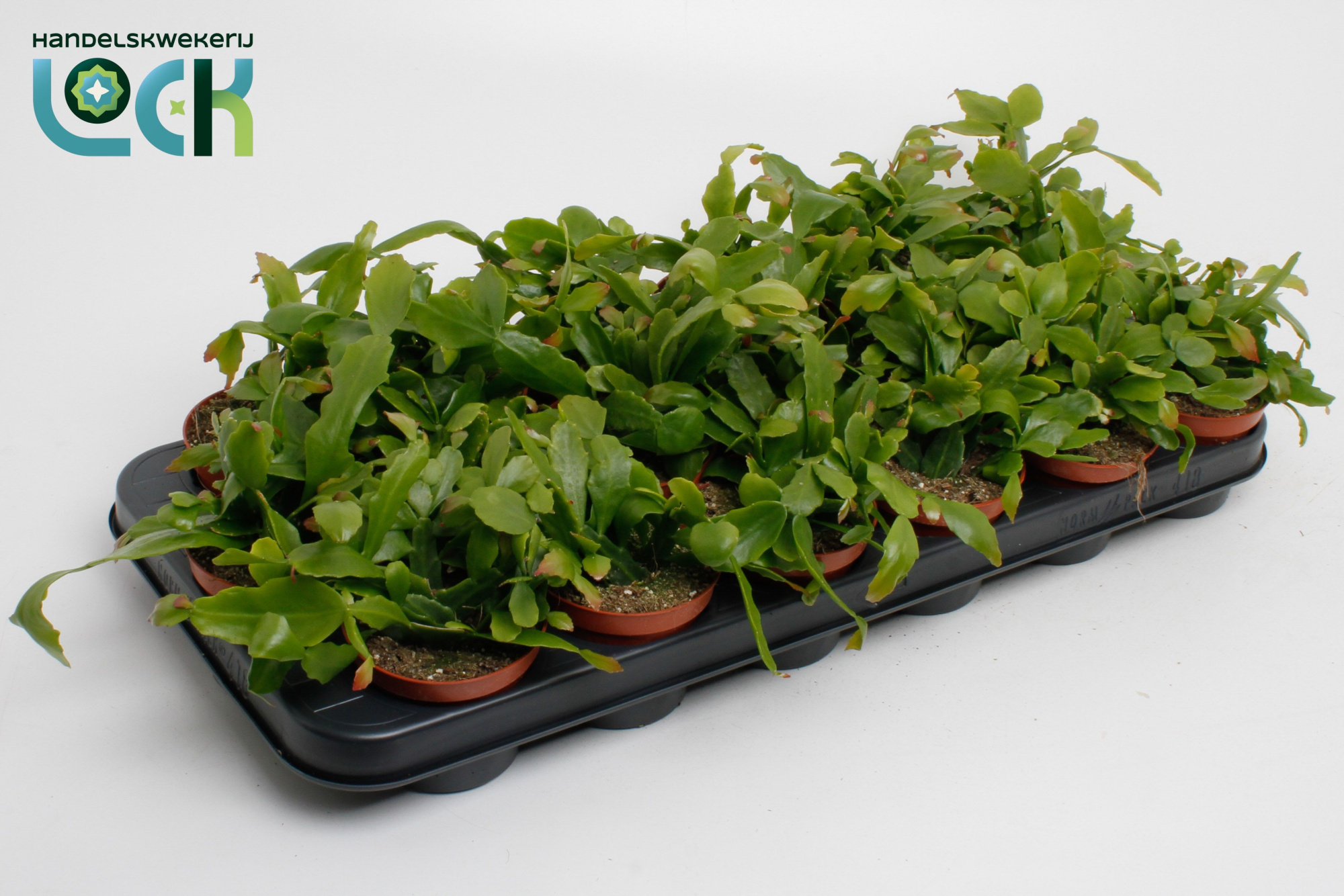 Rhipsalis Crispata, D 8,5 cm