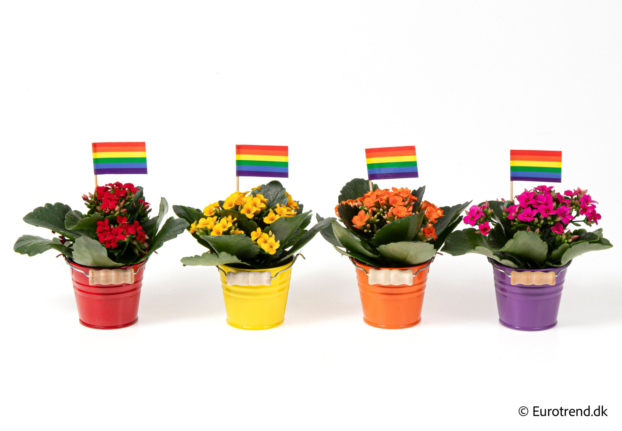 Kalanchoe in zink pots - Spring, Summer & Autumn 2025, D 6 cm