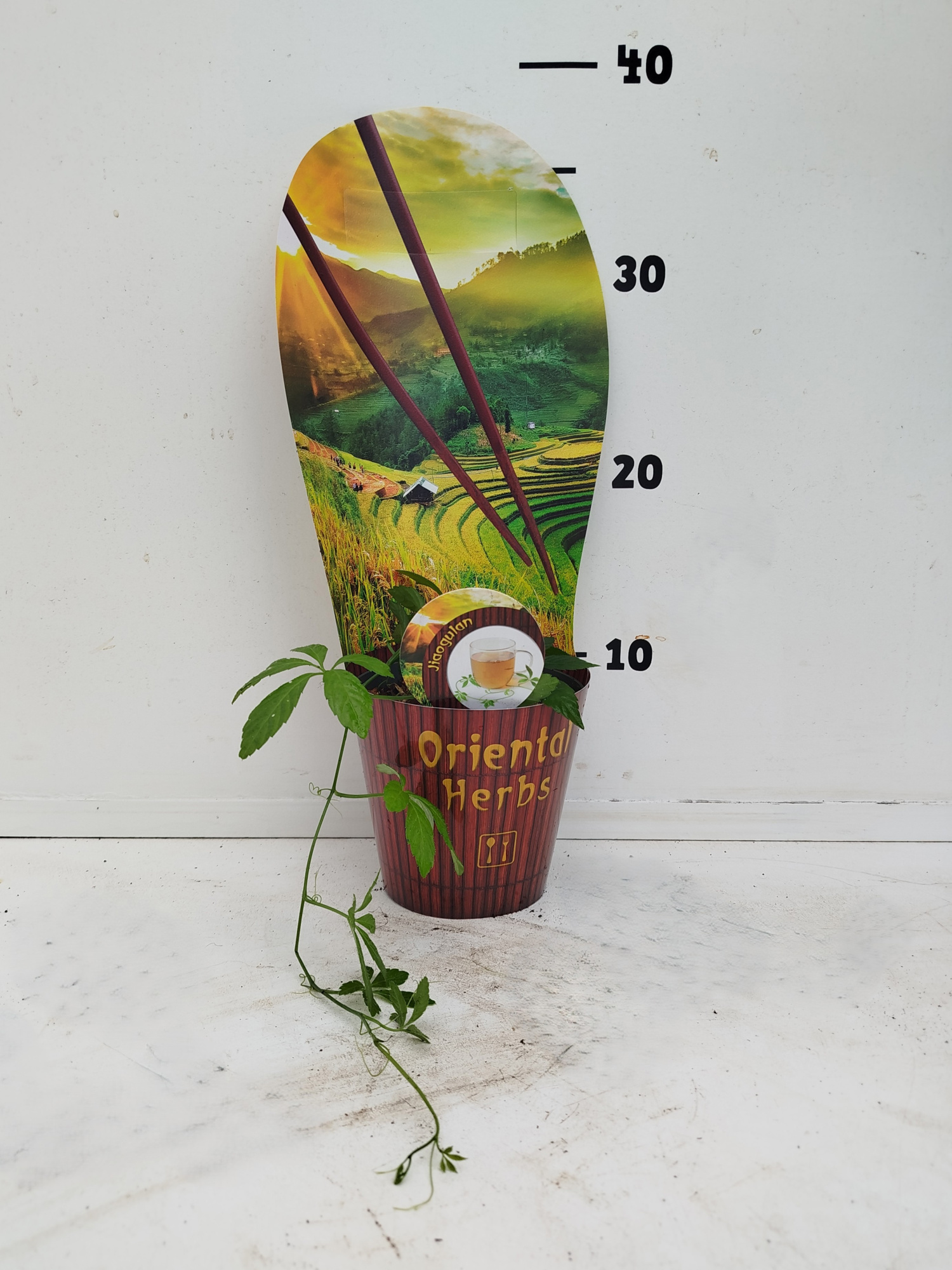 Gynostema penthaphylum, D 12