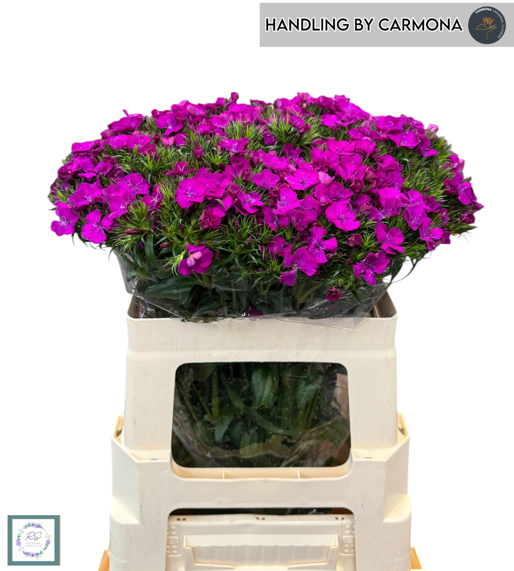 Диантус Барбатус Амазон Неон Перпл 60, шт.