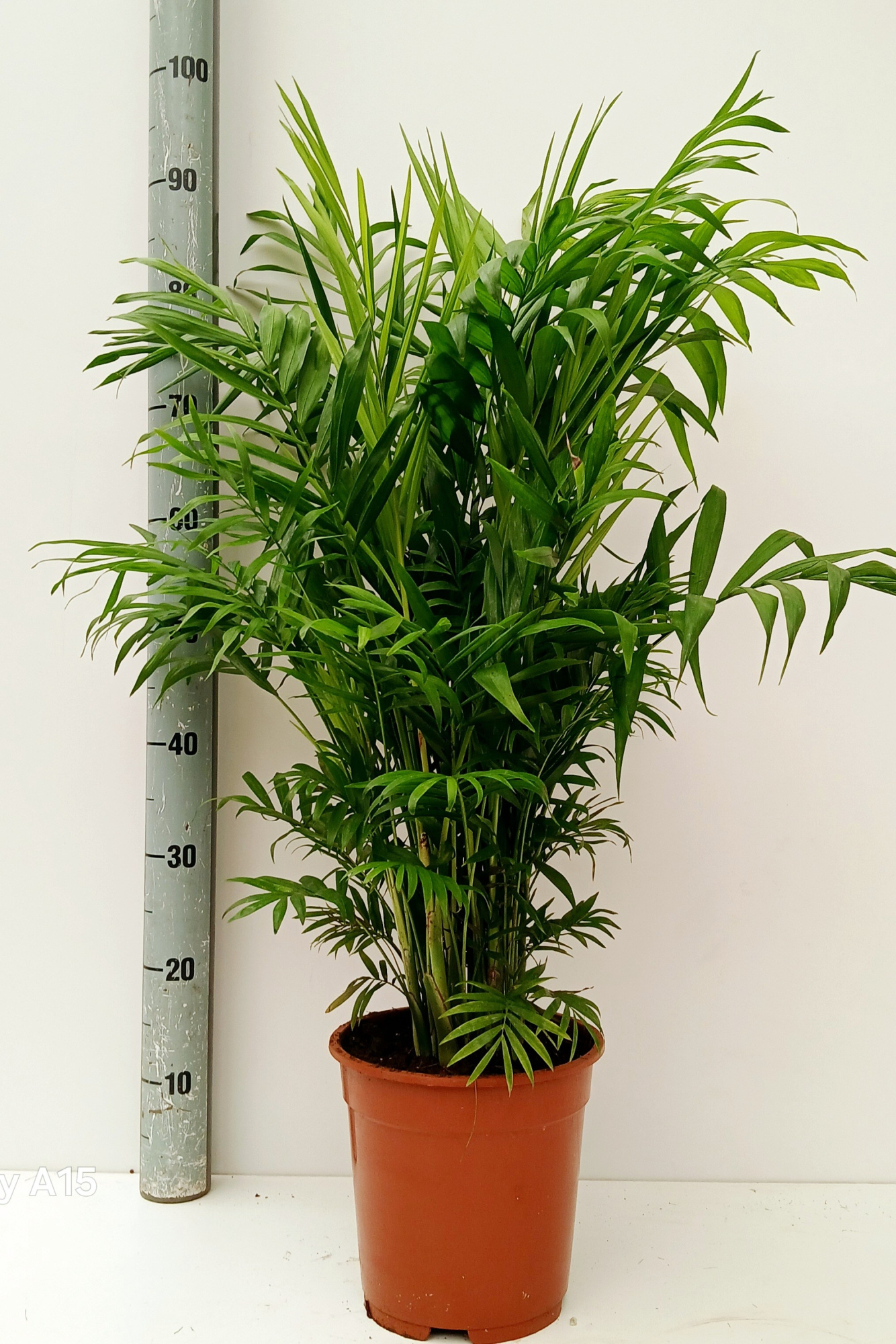 Chamaedorea elegans, D 17 cm