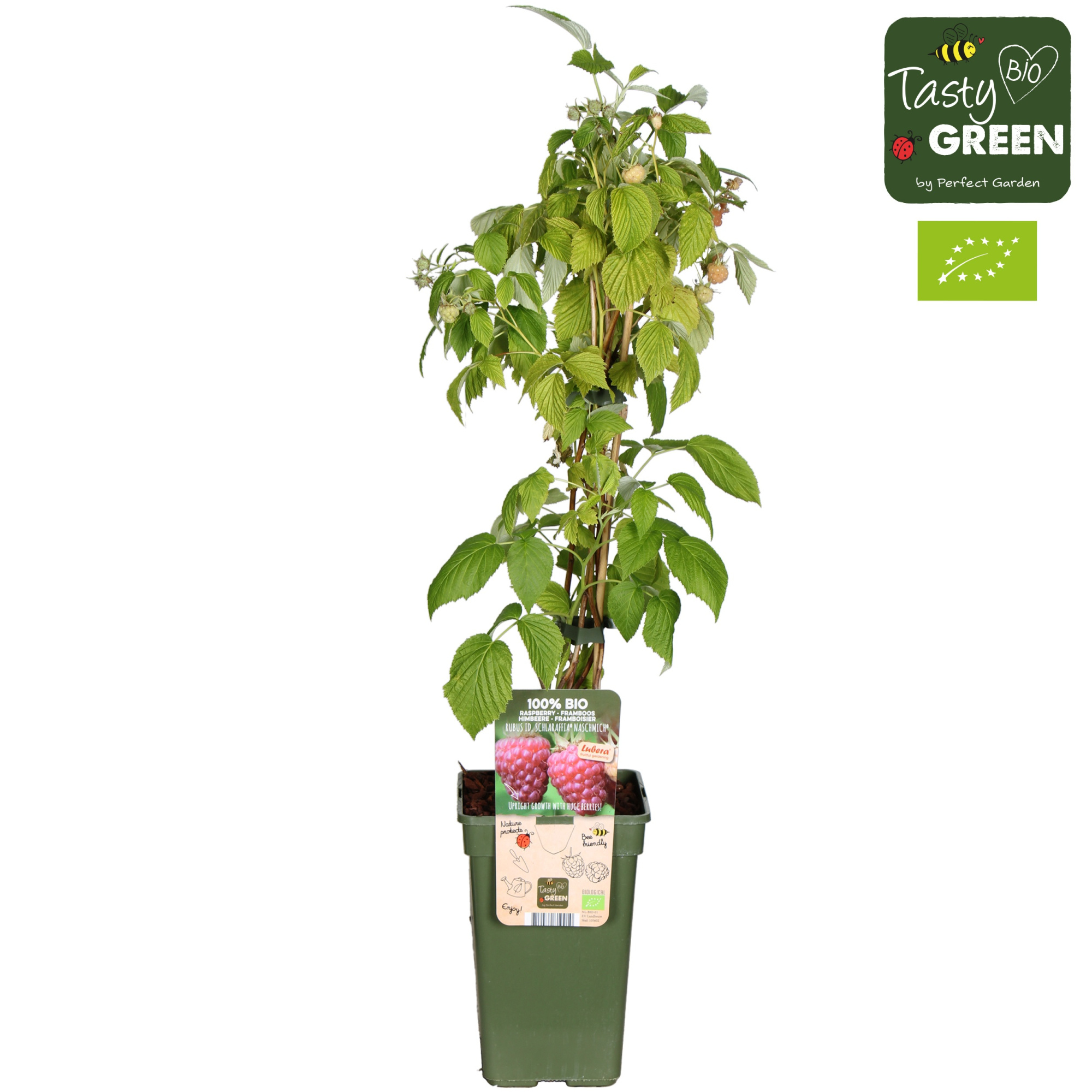 Rubus idaeus Naschmich® Bio P19, D 19 cm