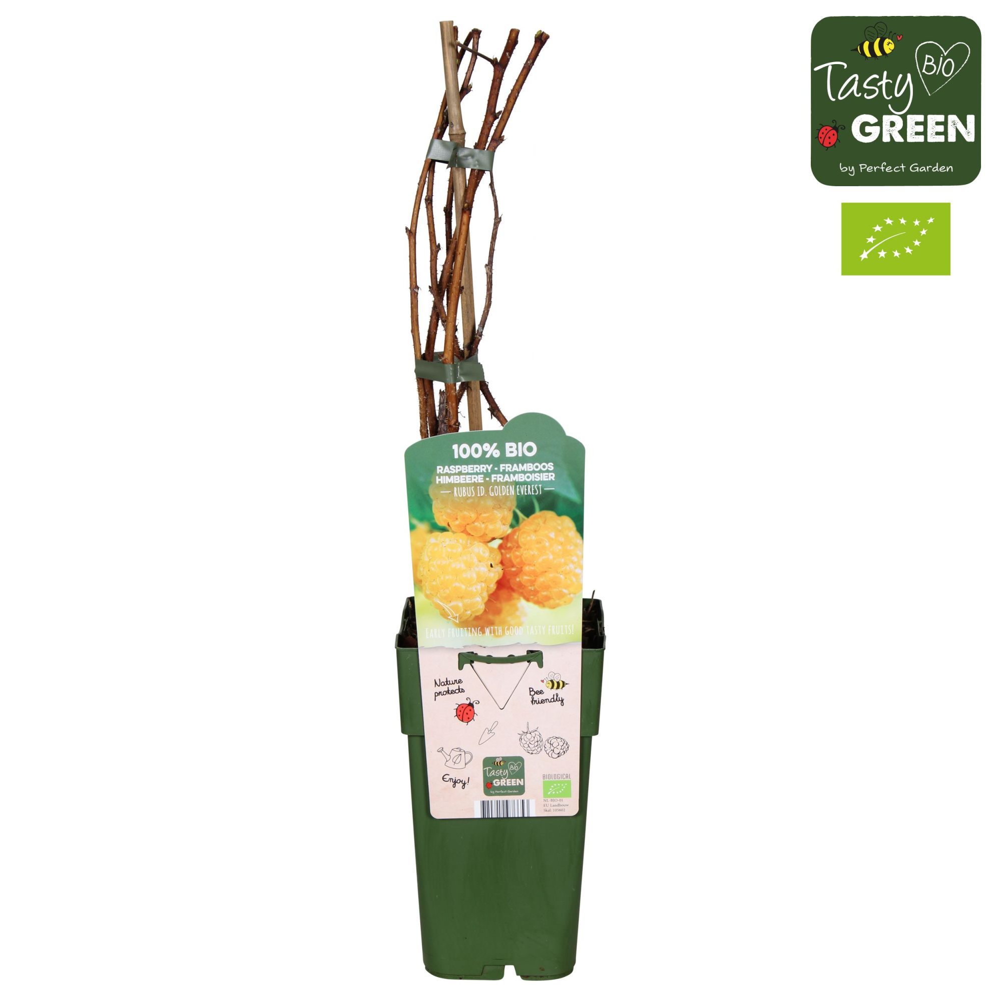 Rubus idaeus 'Golden Everest' Bio P15, D 15 cm