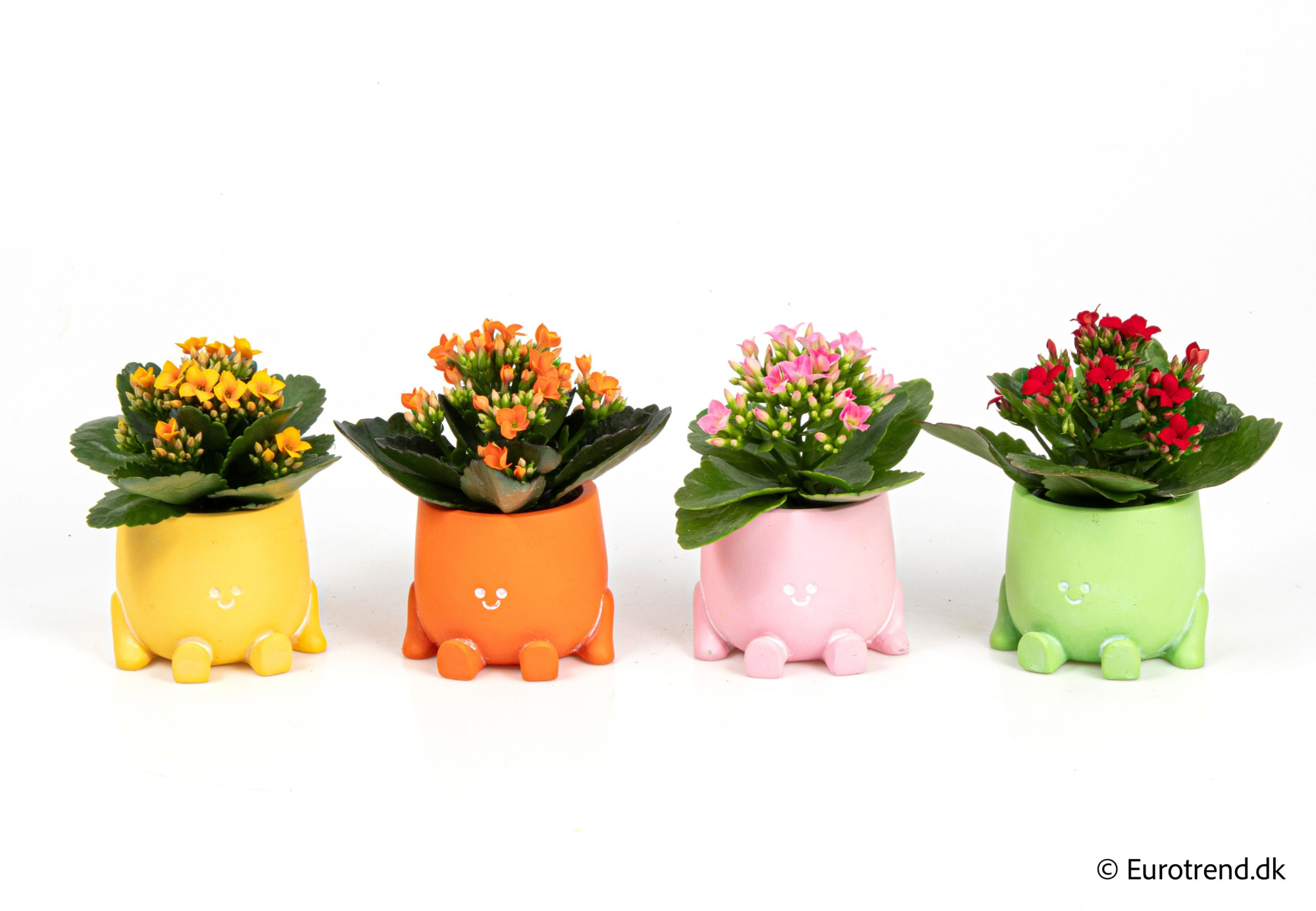 Kalanchoe in Spring, Summer & Autumn ceramic 2026, D 6