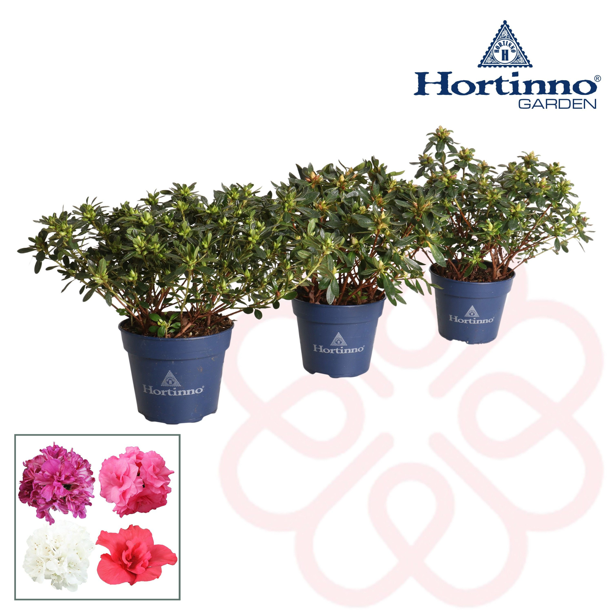 Hortinno® Garden Evergreen gemengd groen 25 - 30 cm, D 15 cm