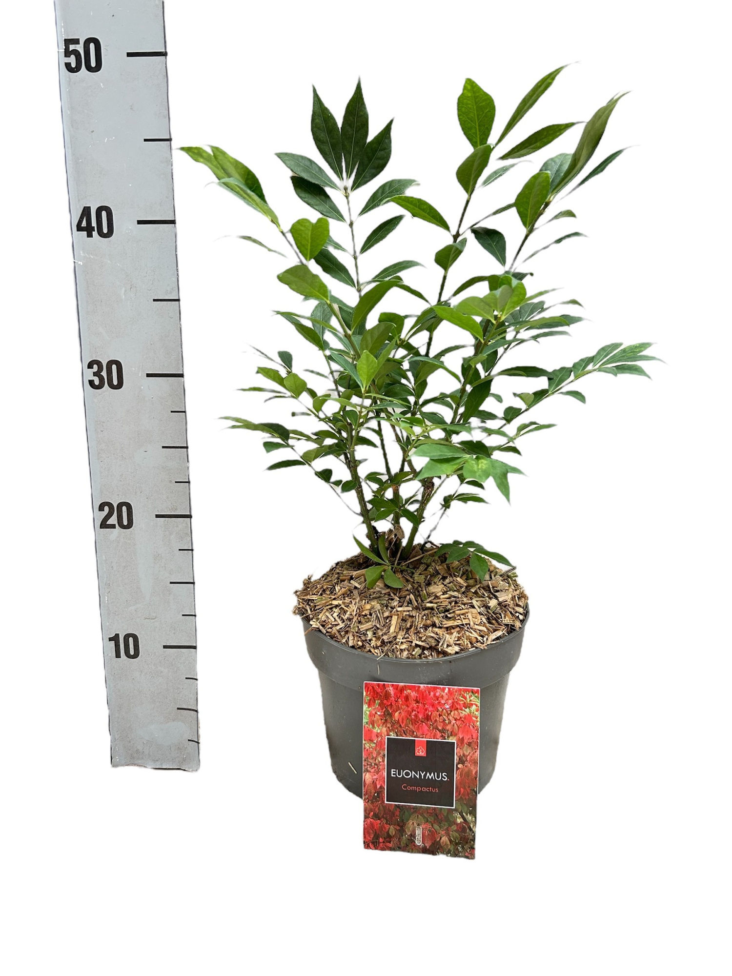 Euonymus alatus 'Compactus', D 17 cm