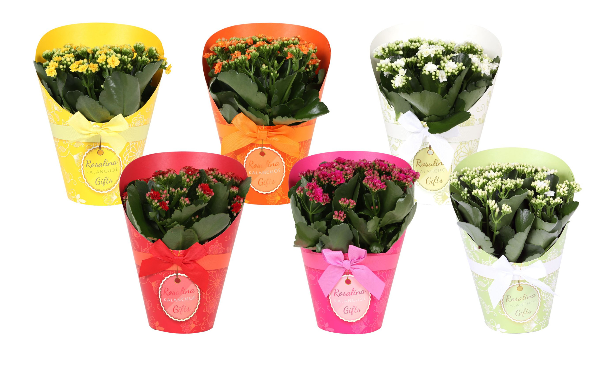 KP-848.1 - Kalanchoe Rosalina 15cm in Gifts cover, D 15