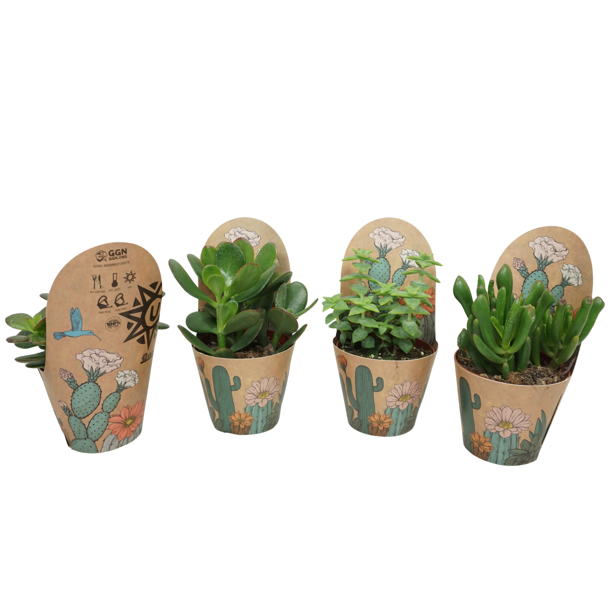 Crassula mix 8,5 cm in Ubink potcover, D 8,5 cm