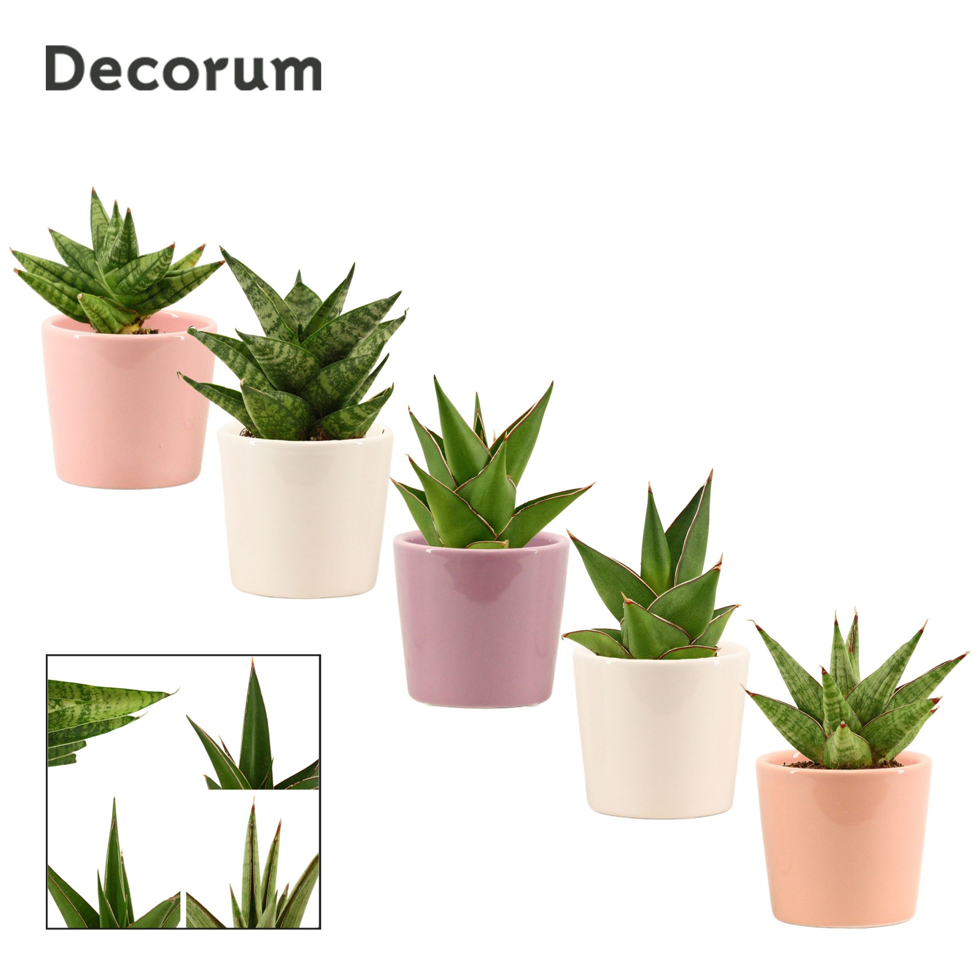 Sansevieria Crown mix 6 cm in Maui (Party love-collection), D 6 cm
