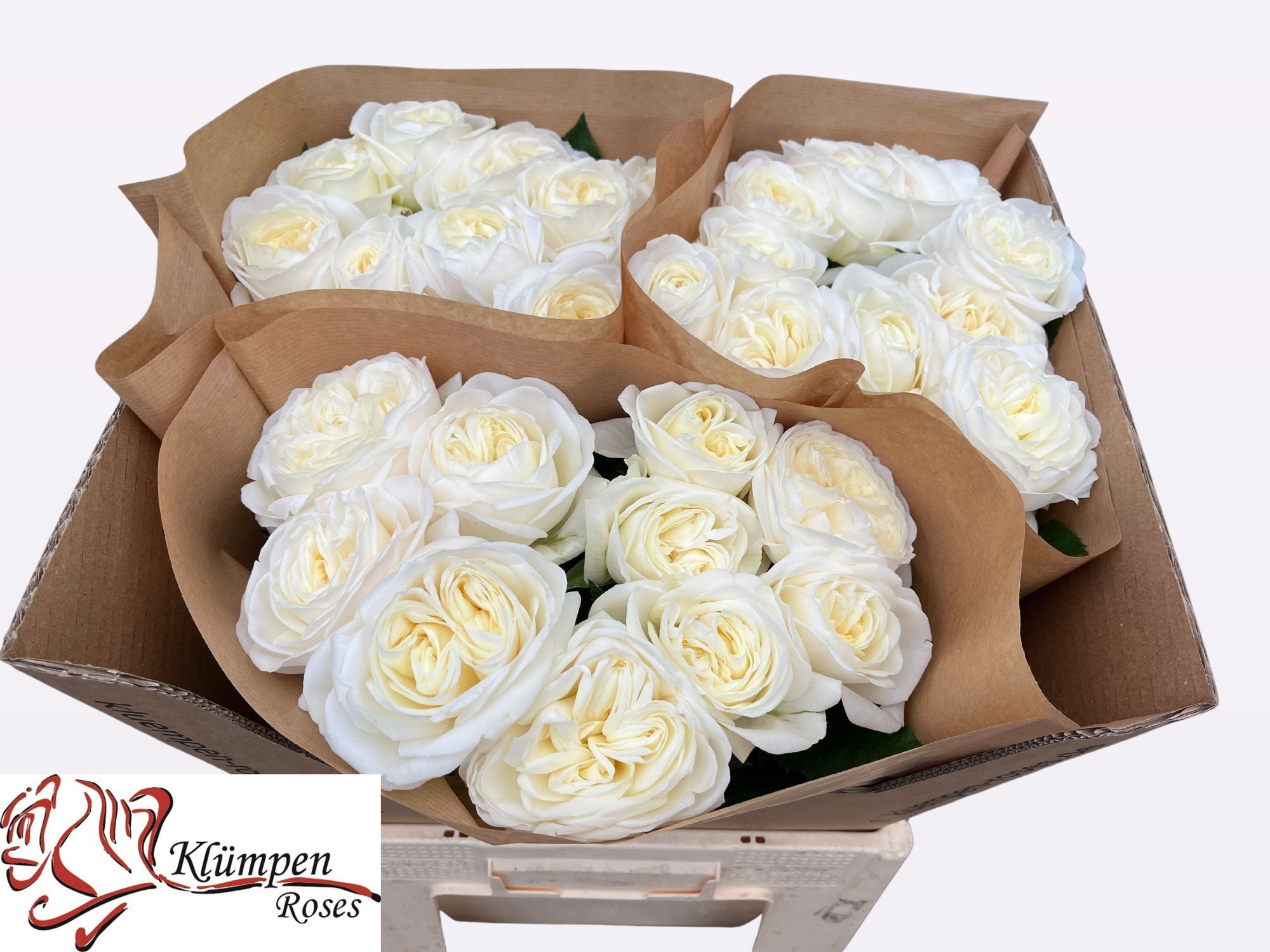 Роза од. Чик Вайт! 60, шт.