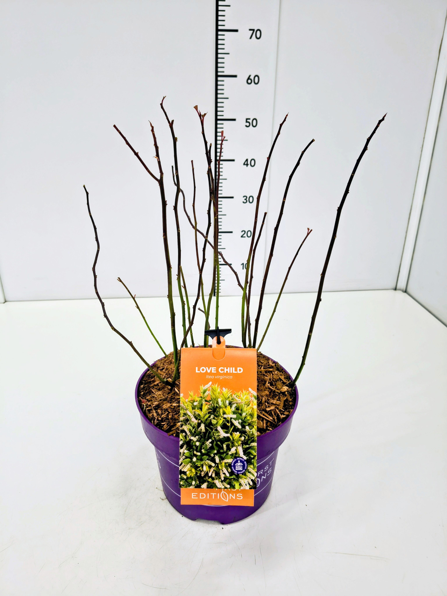 Itea vir. 'Love Child' 40-50C5, D 23