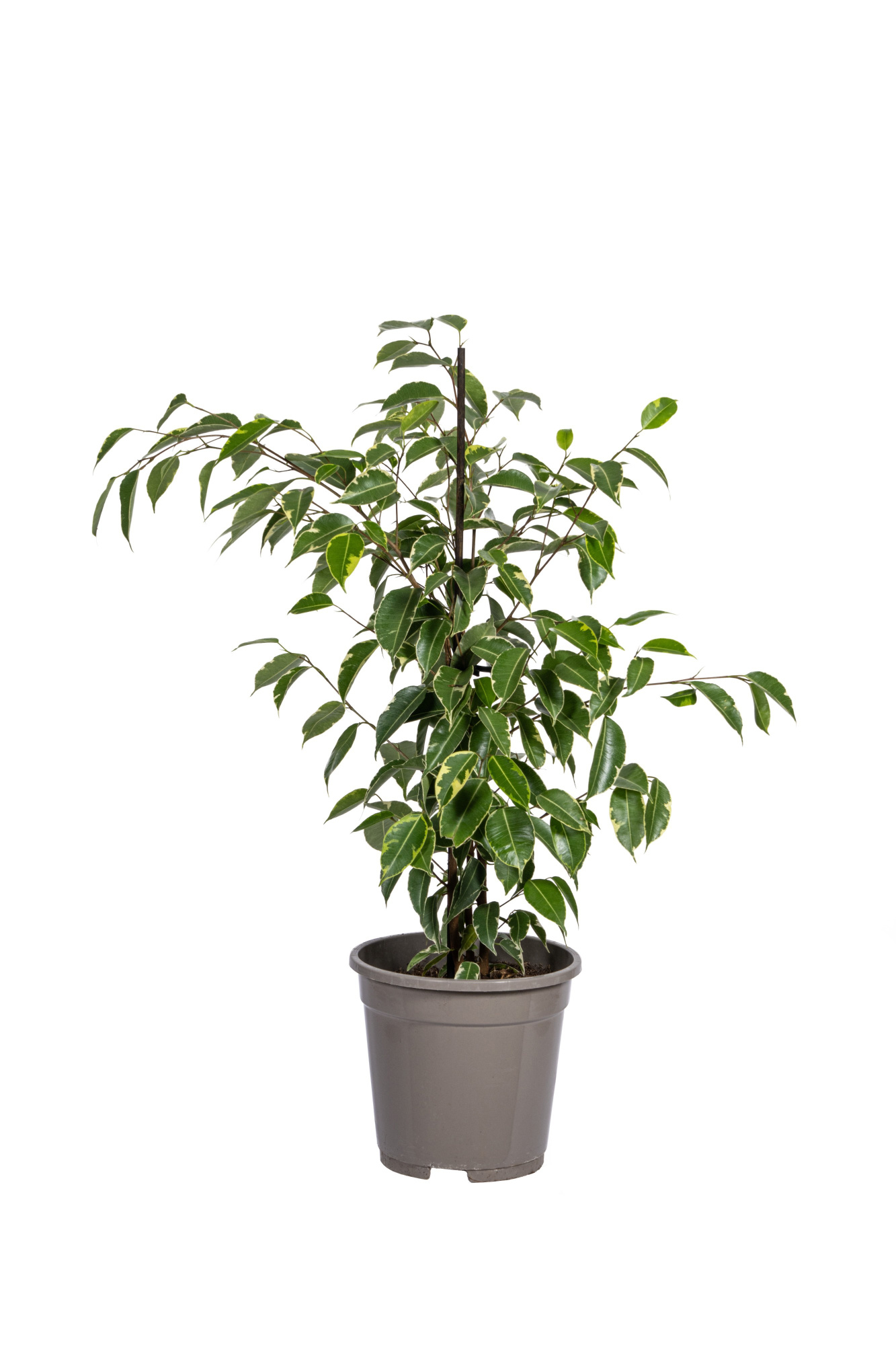 Ficus benjamina Golden King T17, D 17