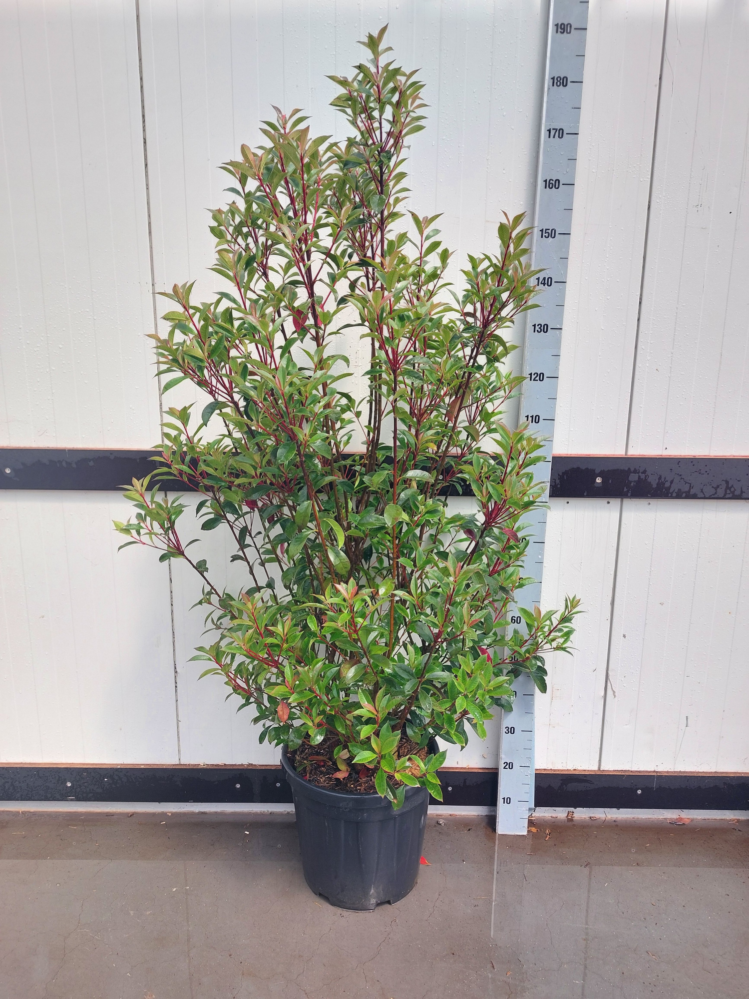 Photinia Fr. 'Robusta Compacta', D 35 cm
