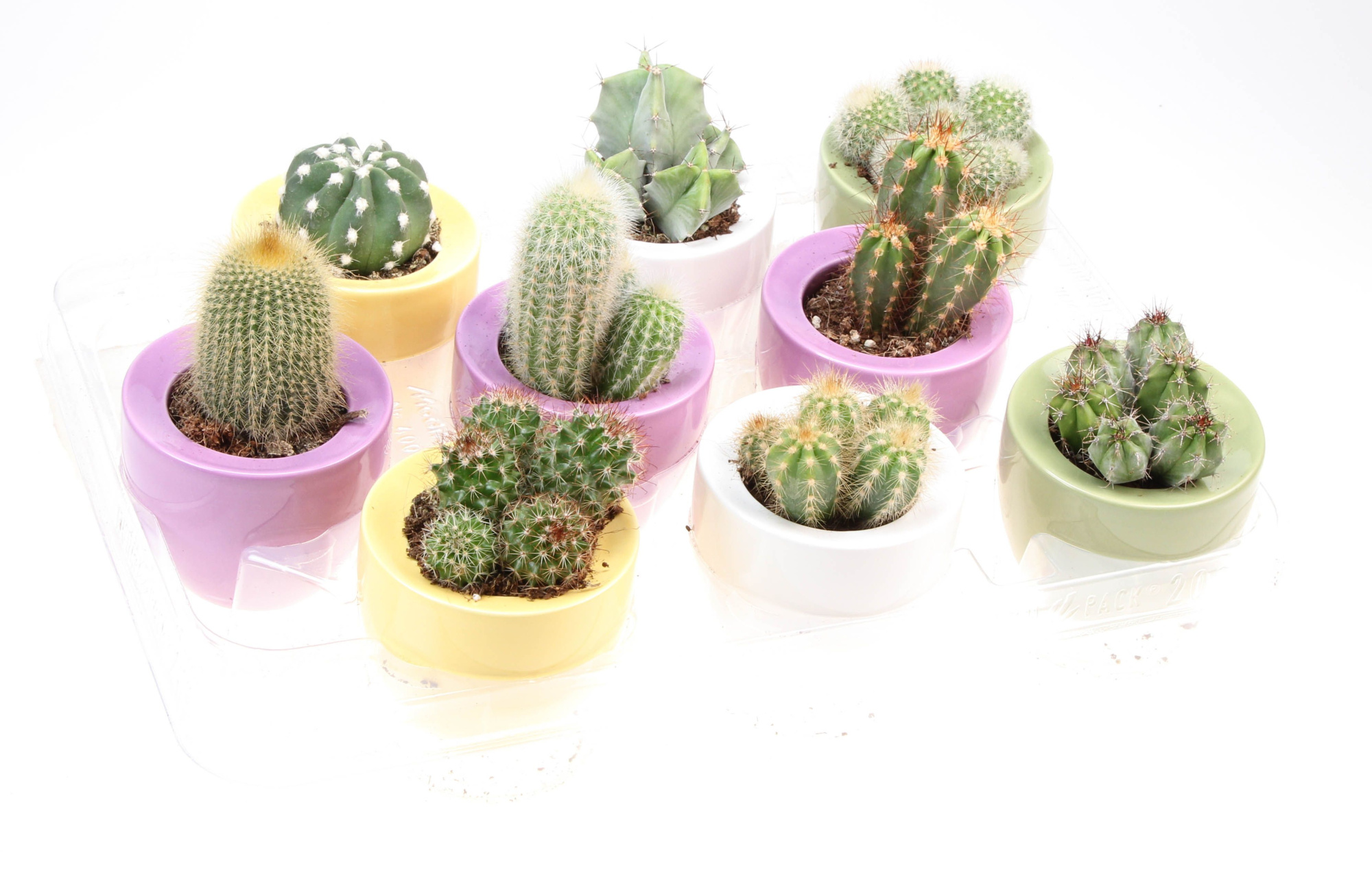 Cactus ufo pot, D 8 cm