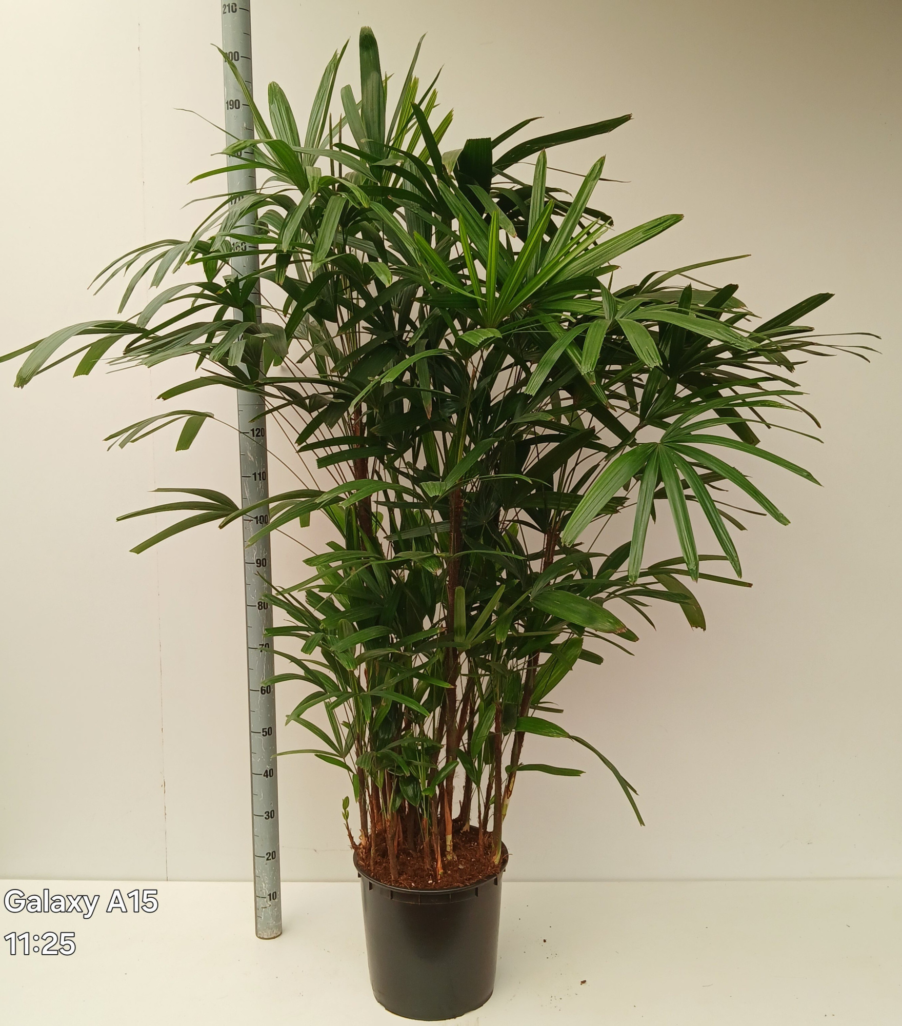 rhapis, D 34 cm