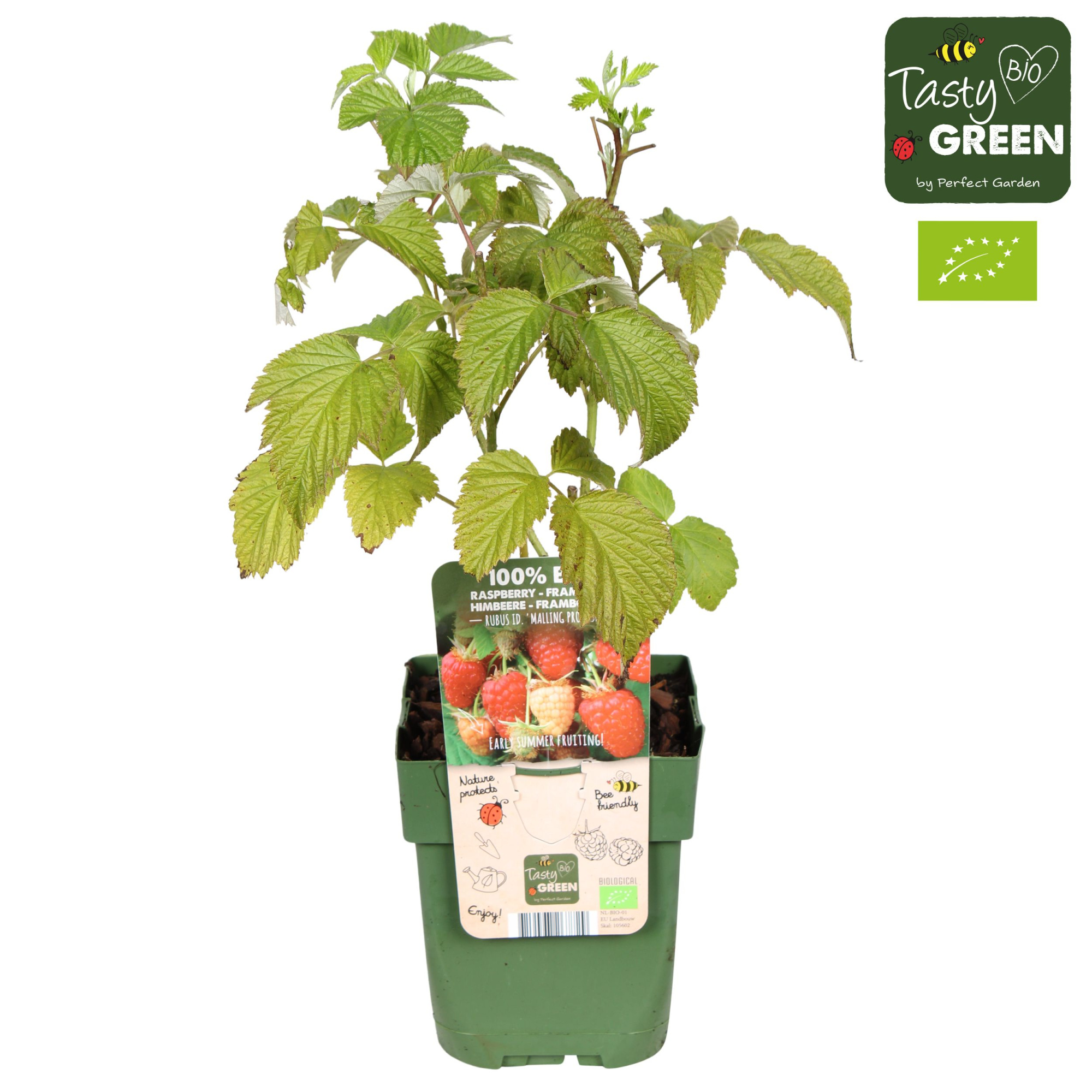 Rubus idaeus Malling Promise Bio P13, D 13 cm