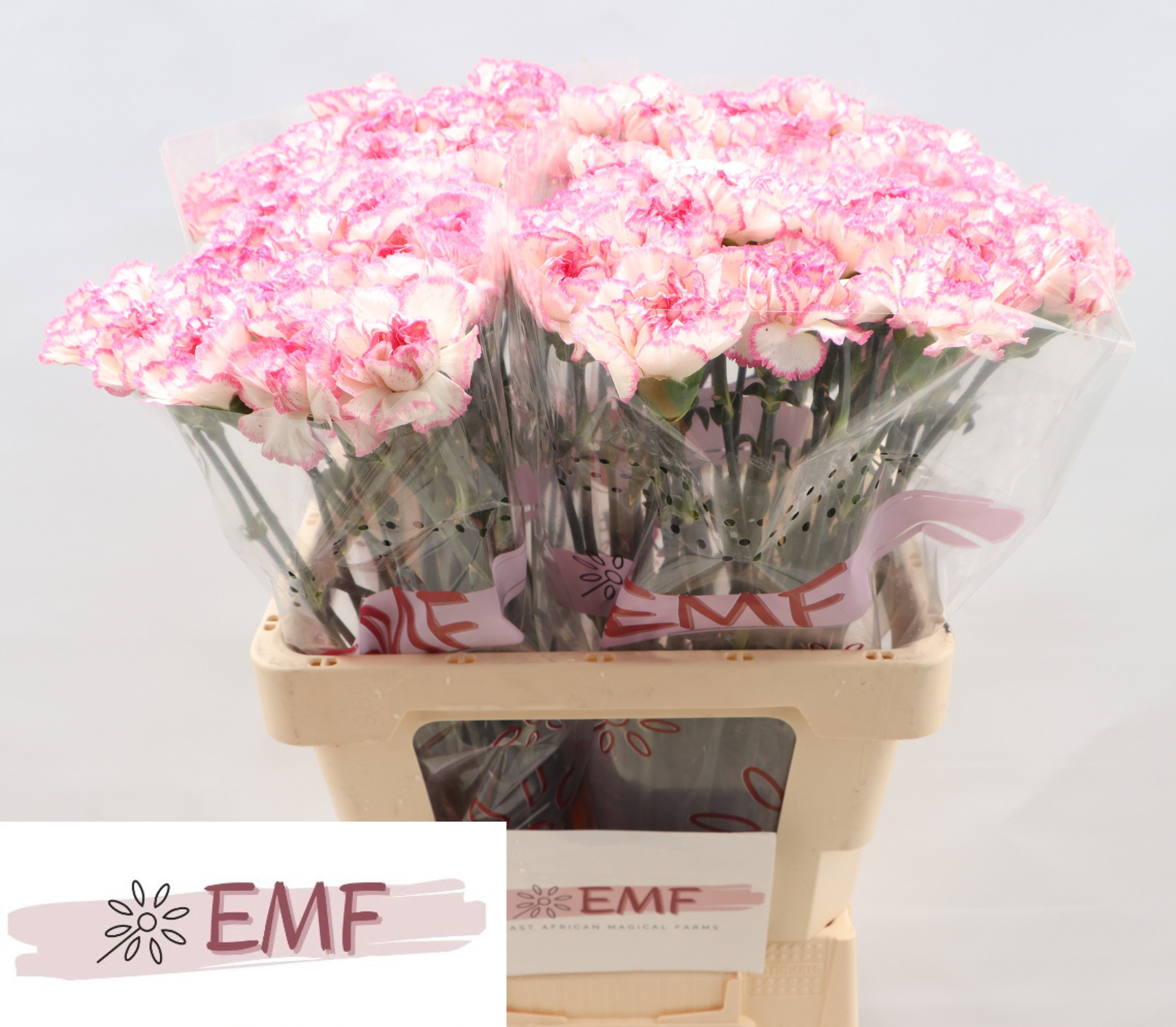 Диантус од. Комачи, шт.