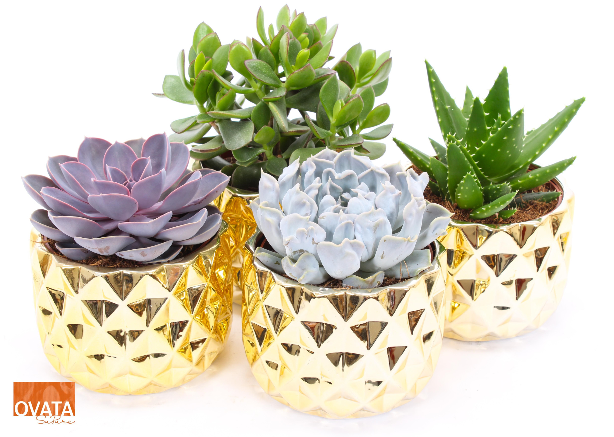 Succulent mix in Las Vegas 14 UK - NON CITES, D 14 cm