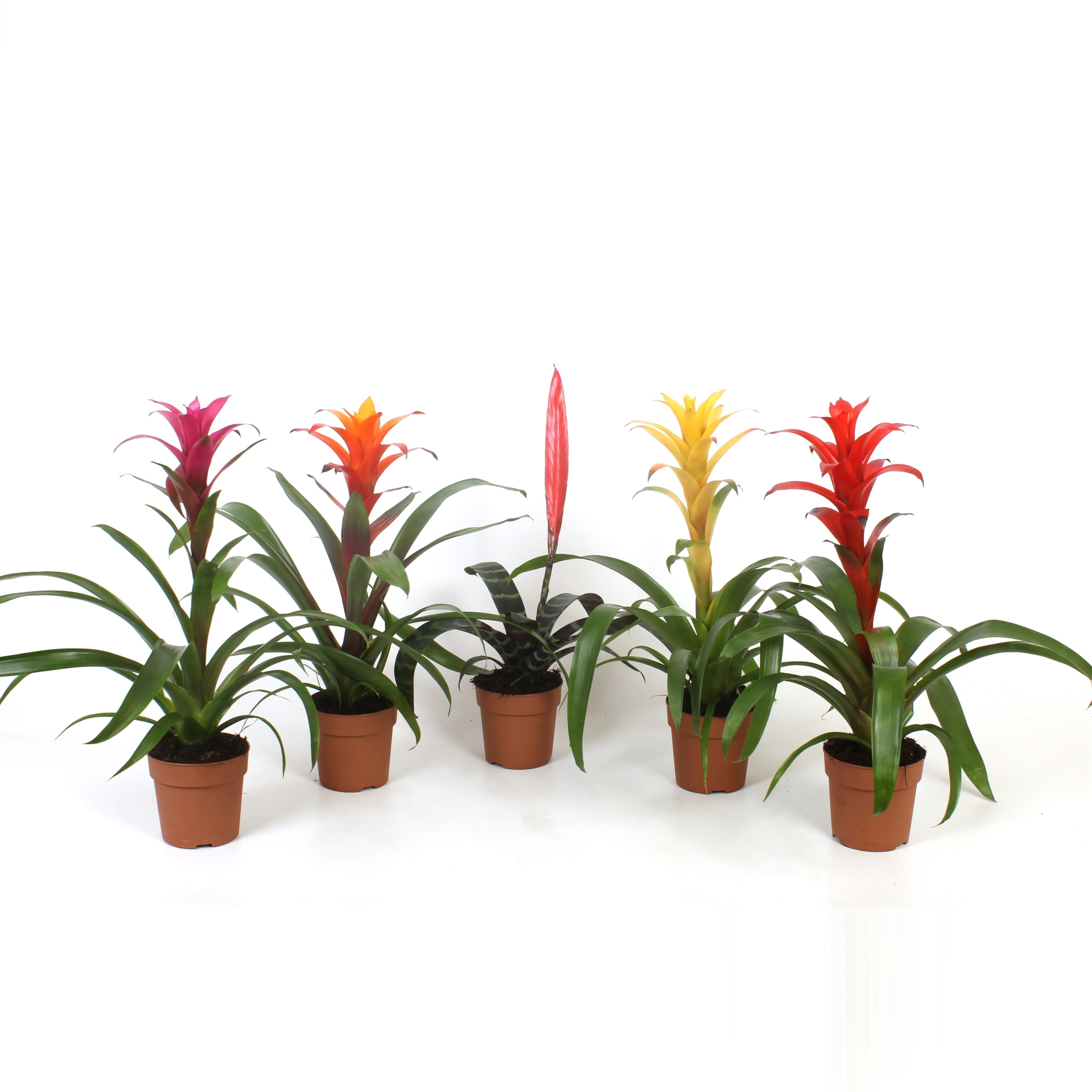 Bromelia Original mix, D 12 cm