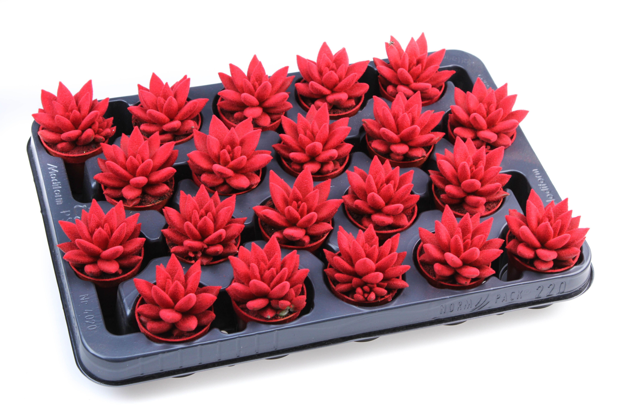 Velvet red, D 5,5 cm