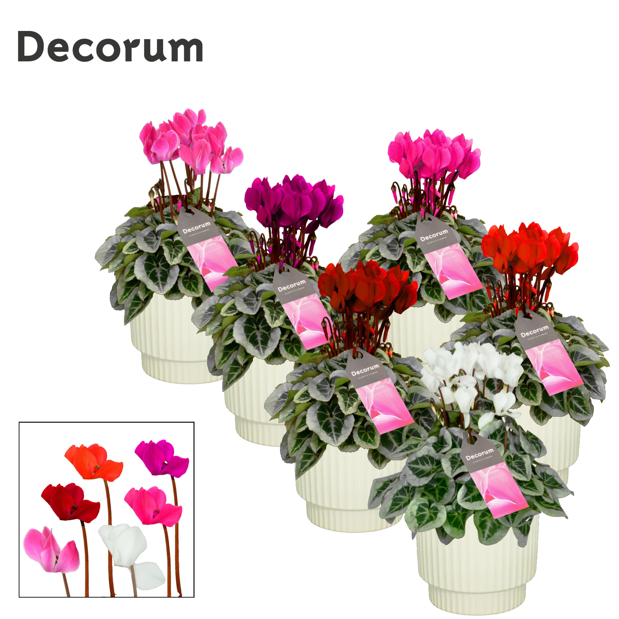 Cyclamen SS Picasso Mix Ivy Ceramics Decorum, D 15 cm